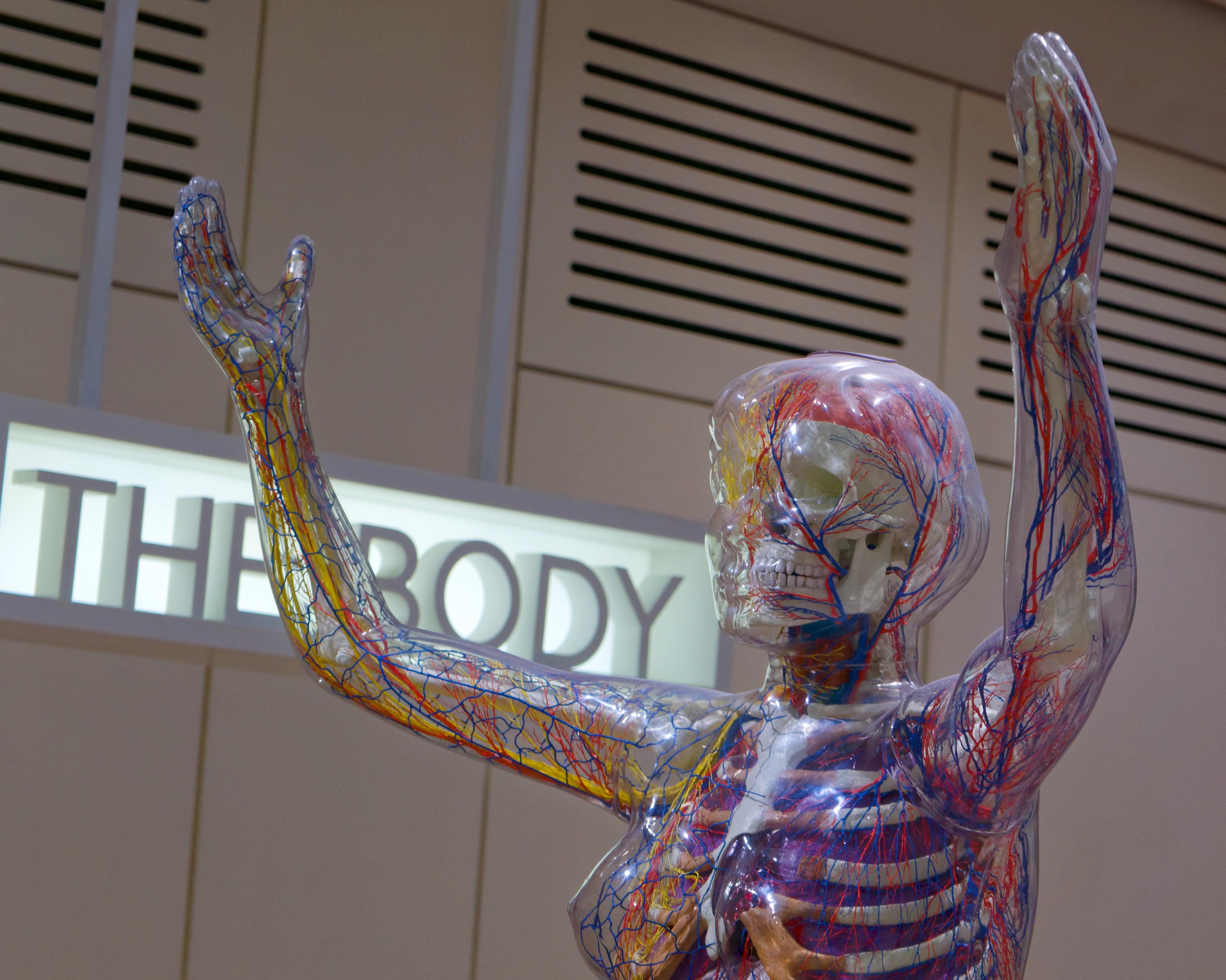 sculpture of female human form showing skeleton, nerves and blood vessels and