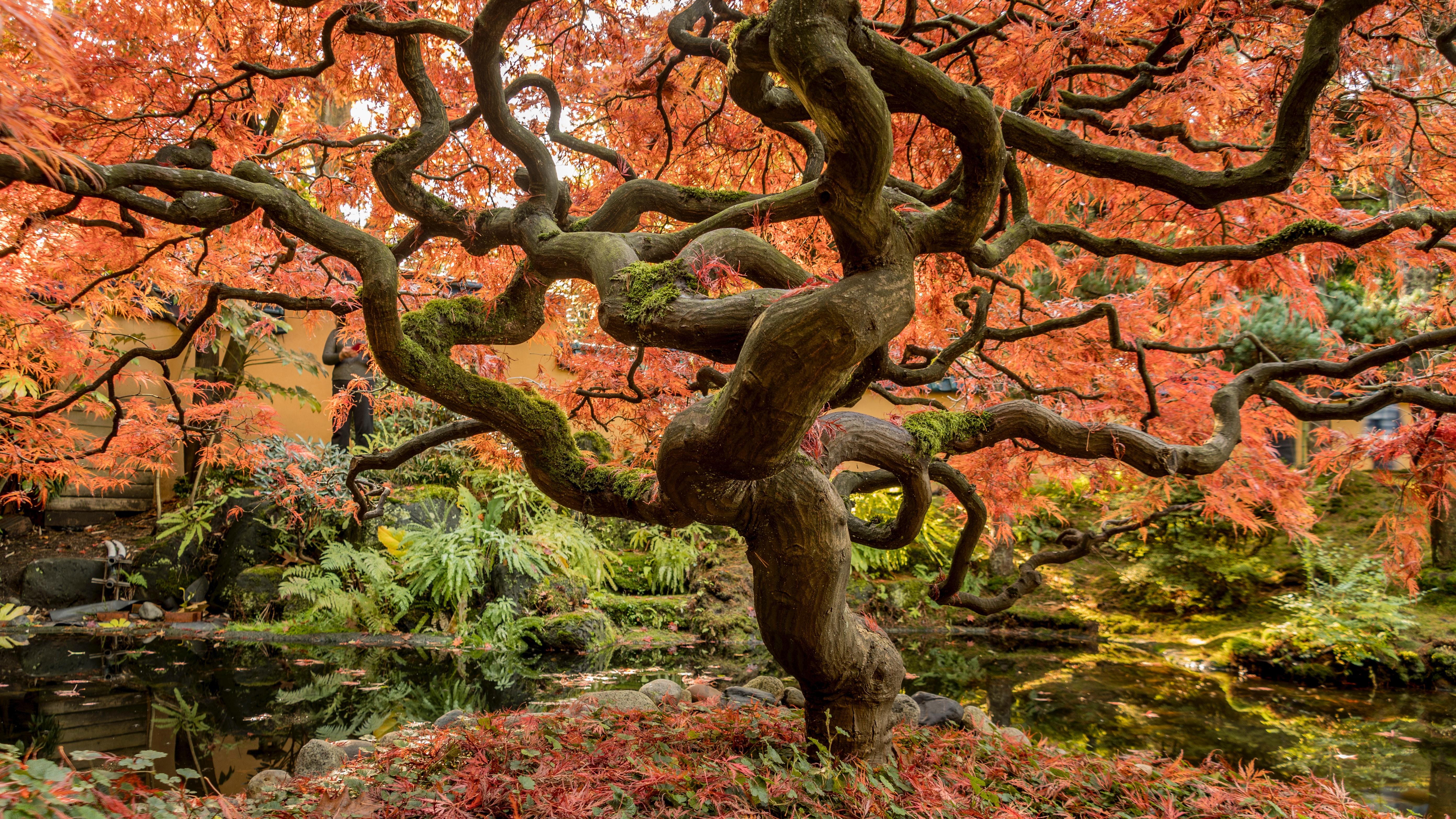 Tree branches