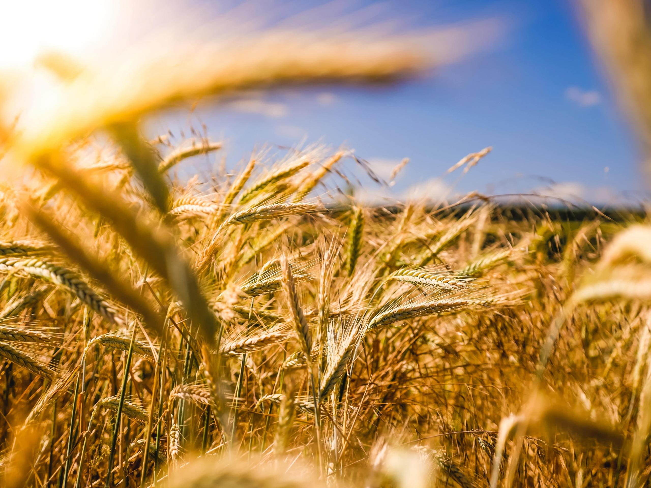 brown wheat field under blue sunny sky
