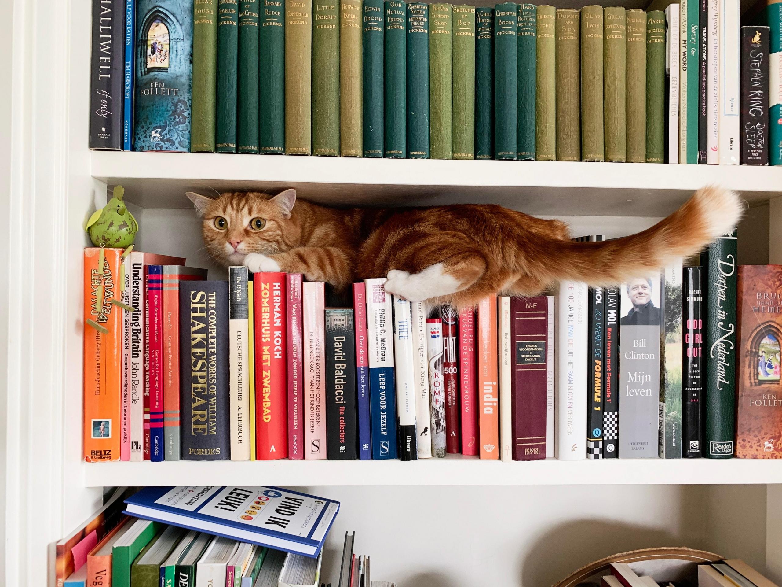 cat on bookshelf filled with books