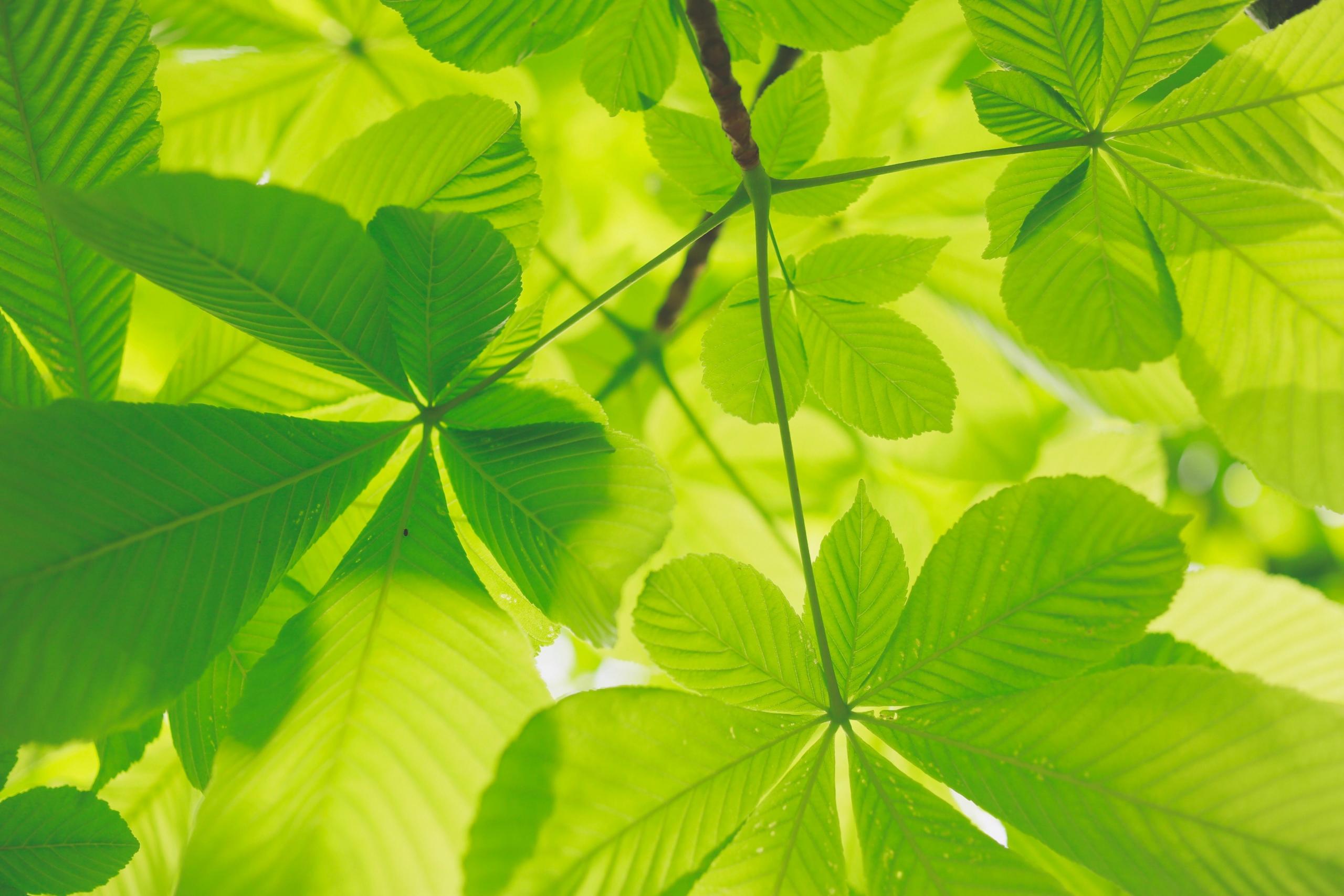 close up of green leaves under bright sunlight
