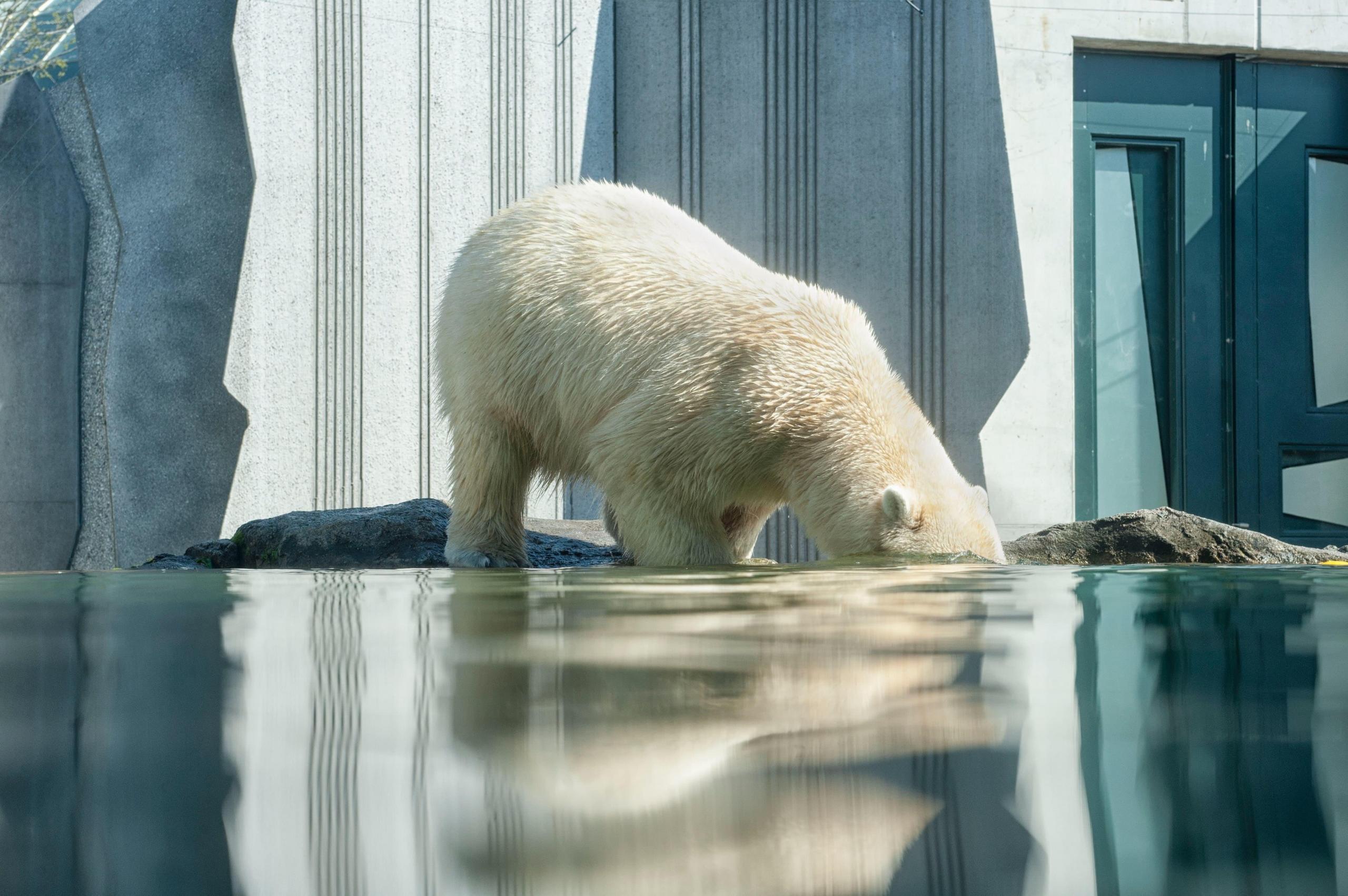polar bear with head under water