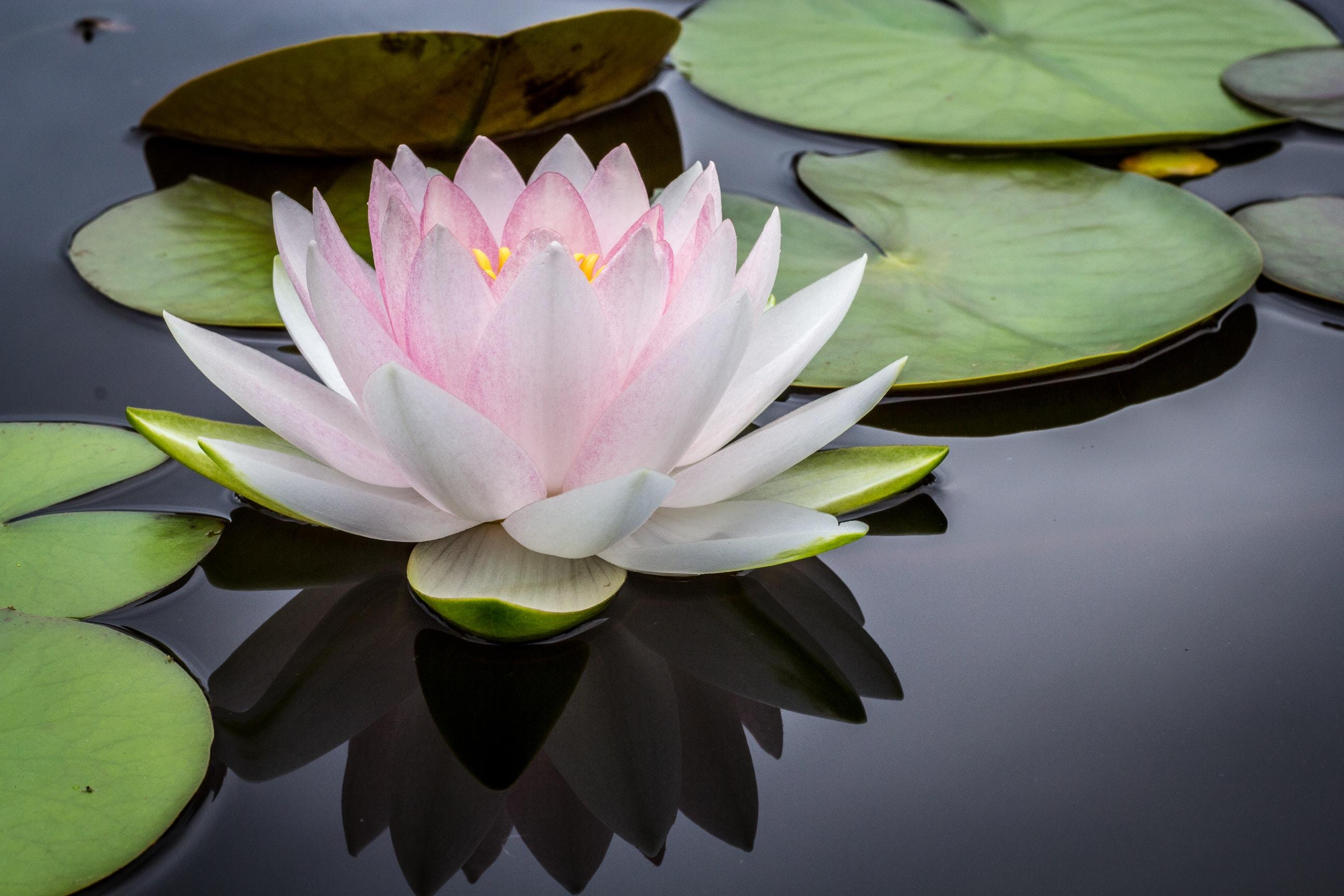 Yoga helps unfolding