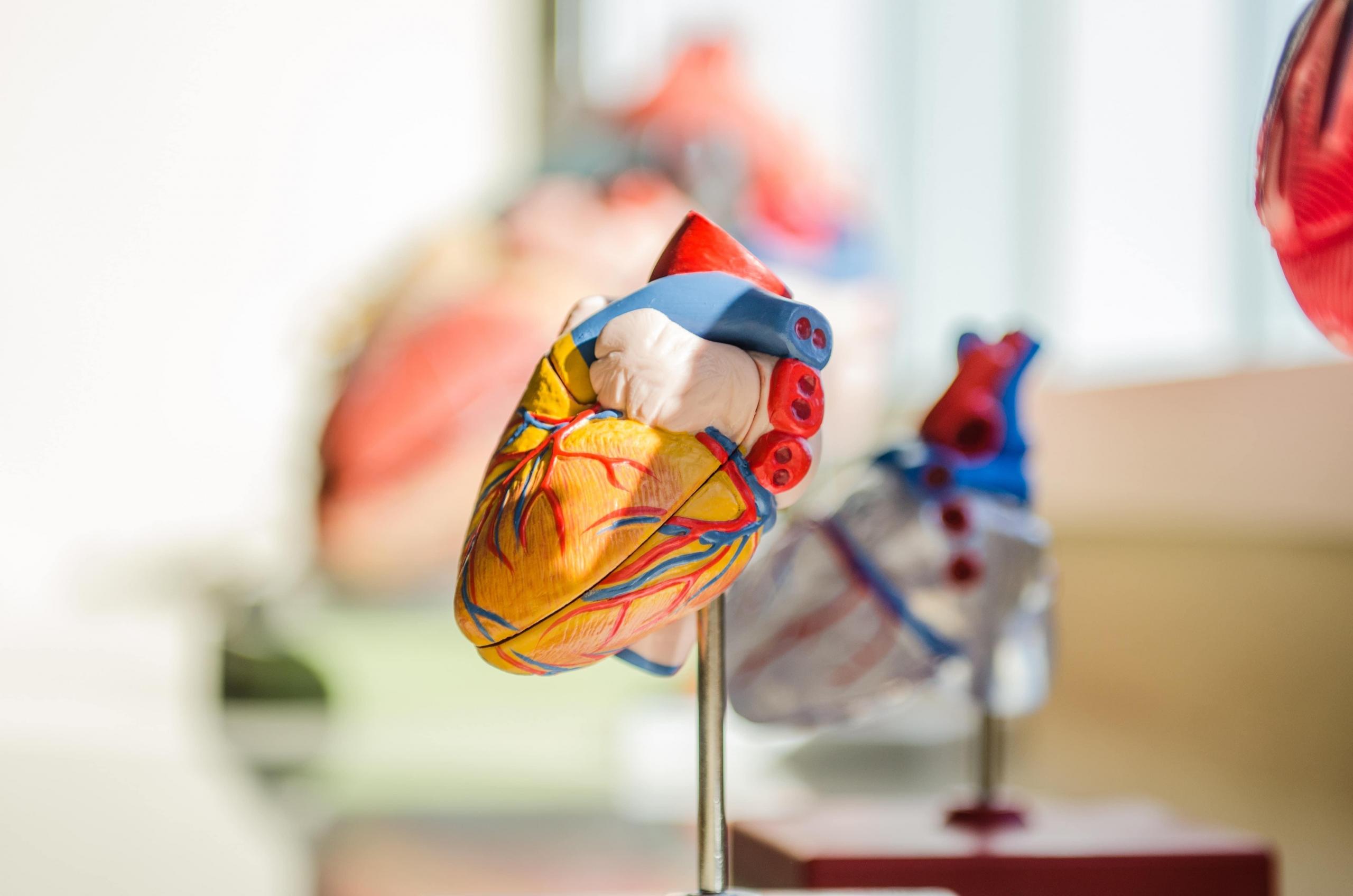 selective focus photography of heart organ model