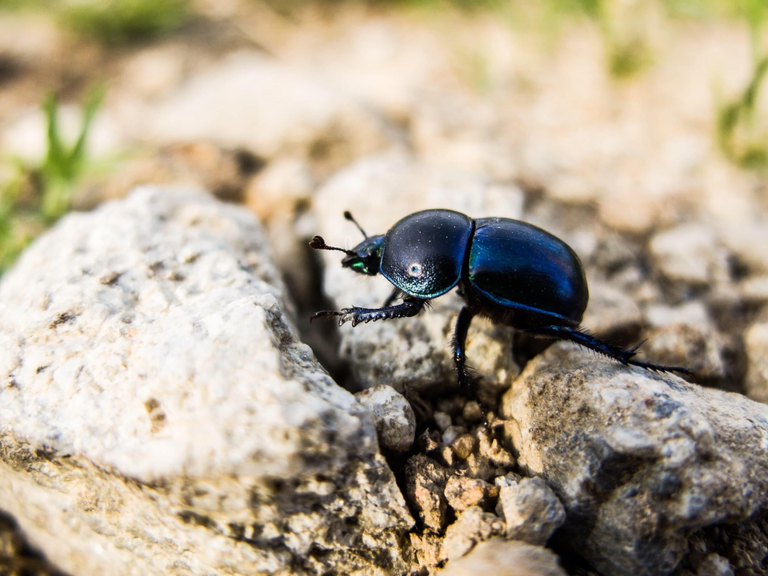 close up of scarab beetle