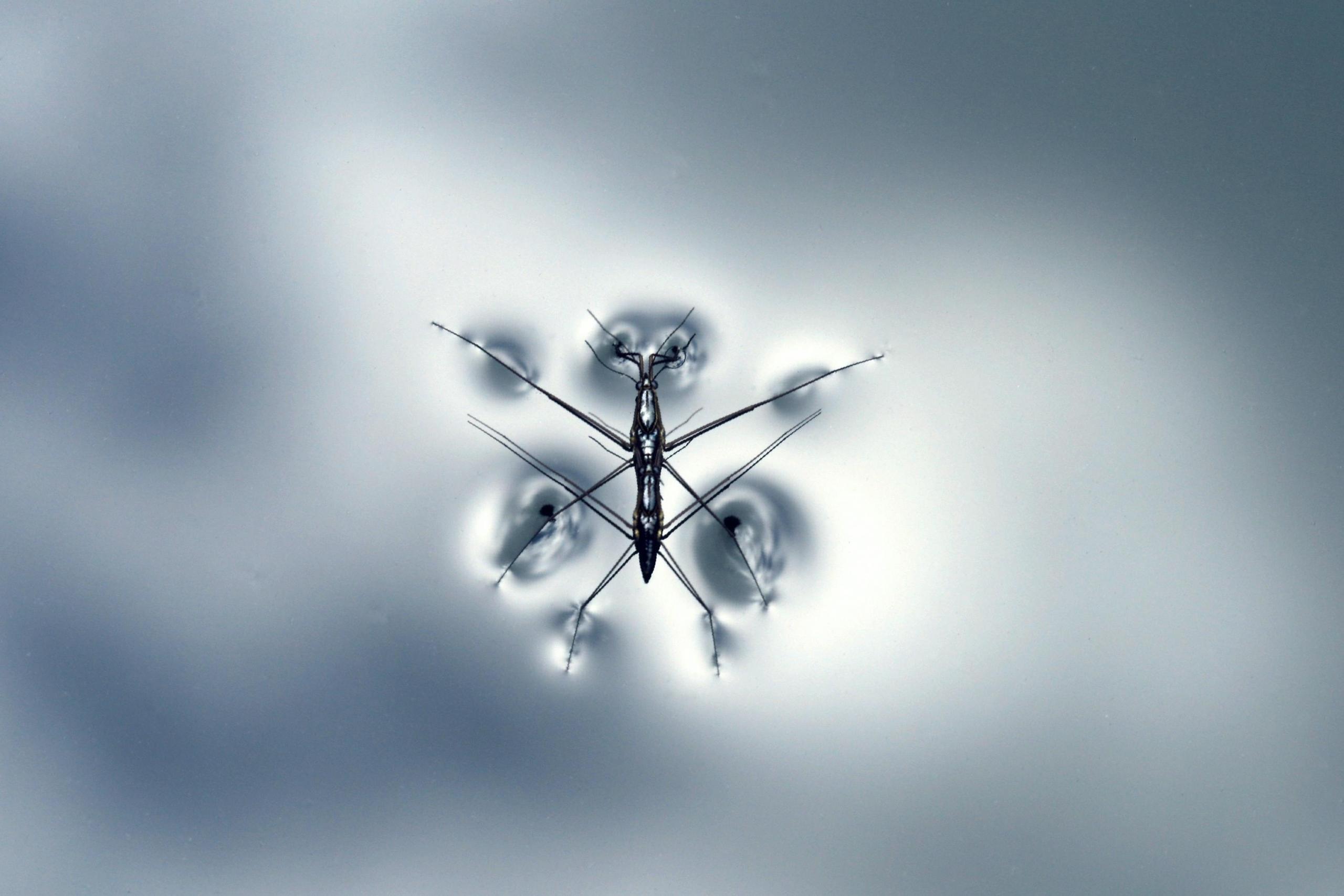 black insect on surface of water