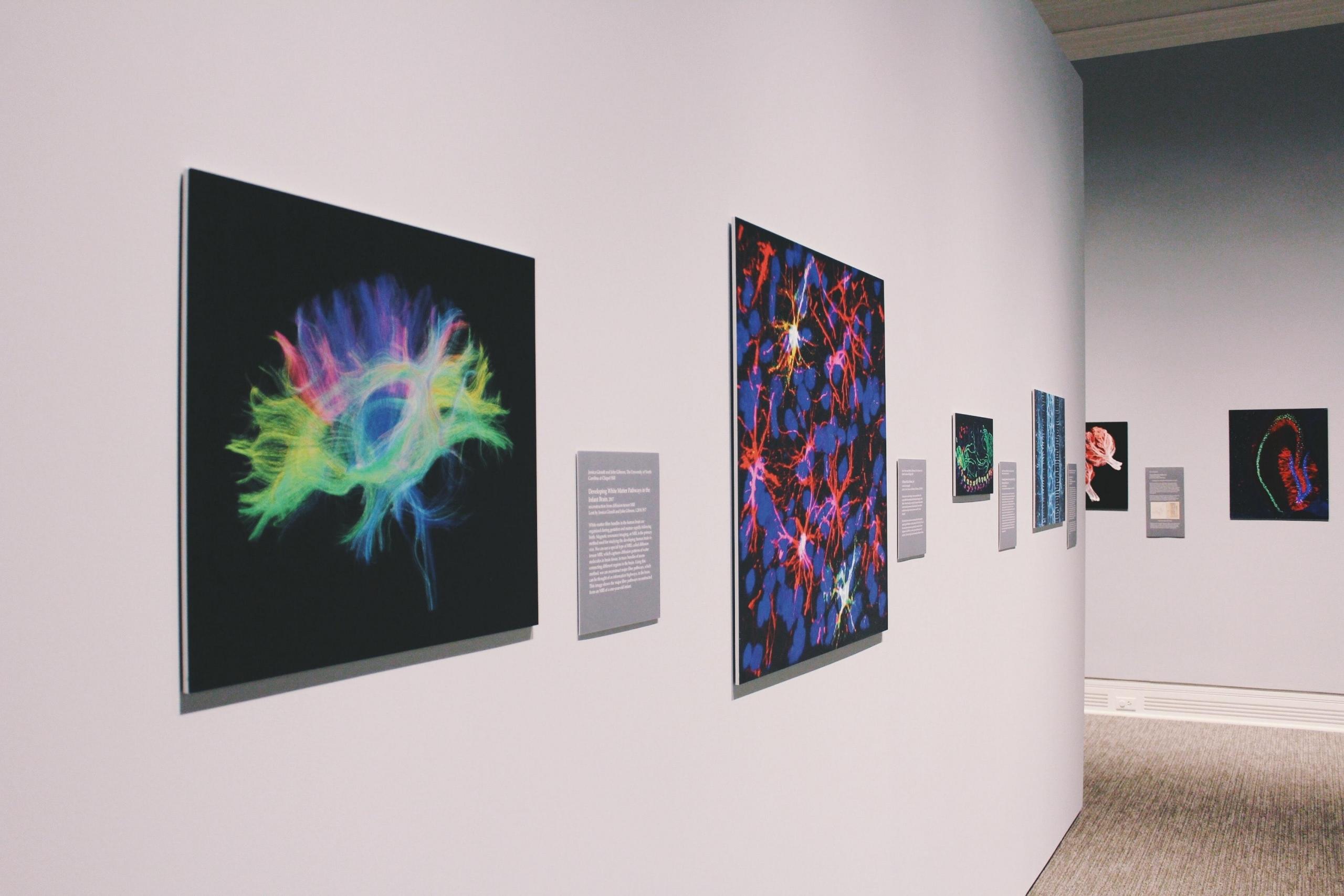 scientific prints hanging in art gallery