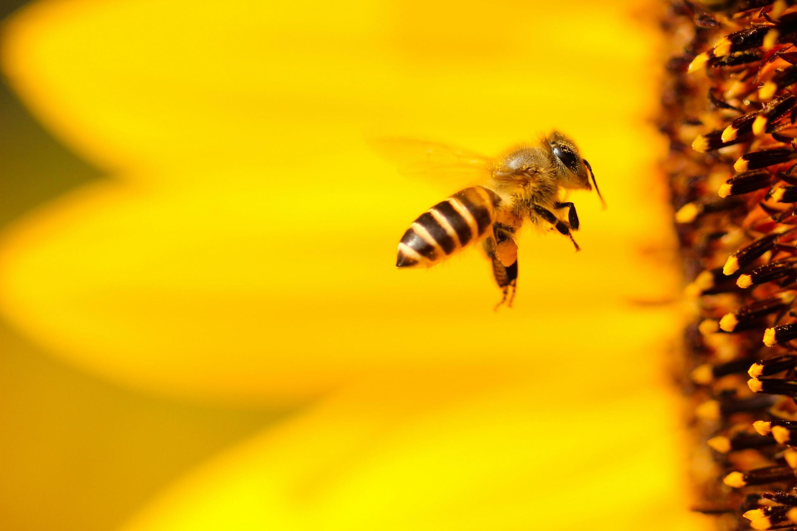 bee flying towards sunflower