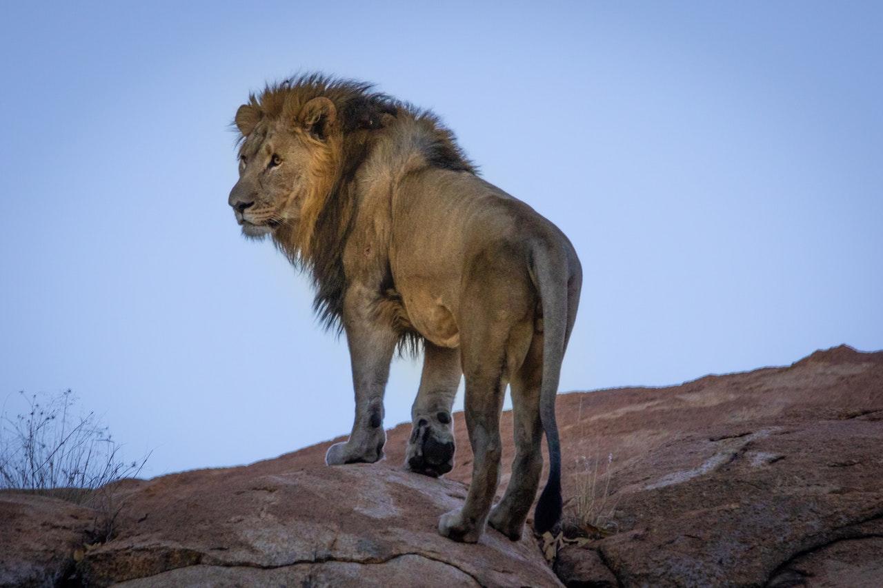 African Game Park