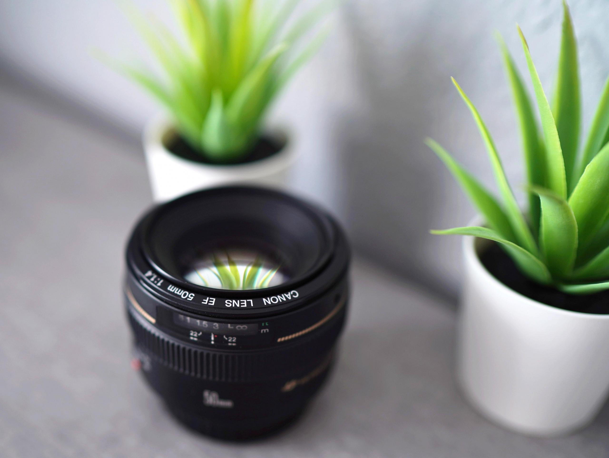 camera lens next to two plants