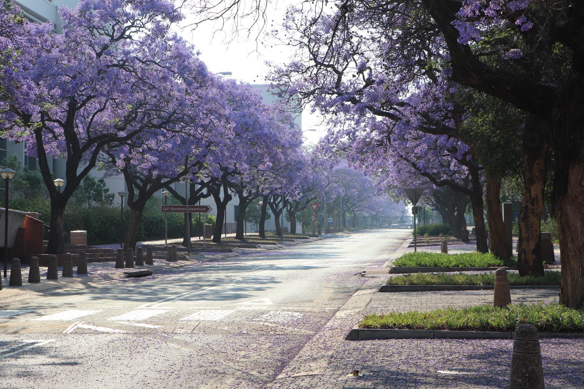 English in Pretoria