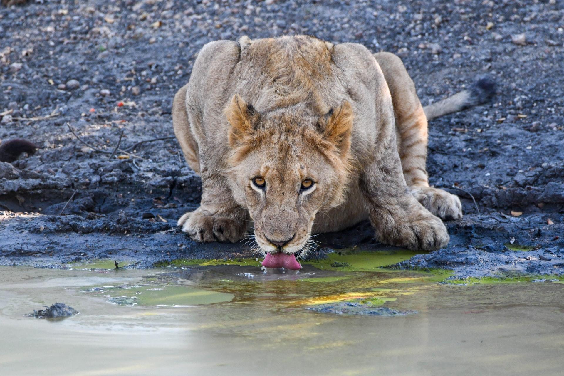 Kruger National Park