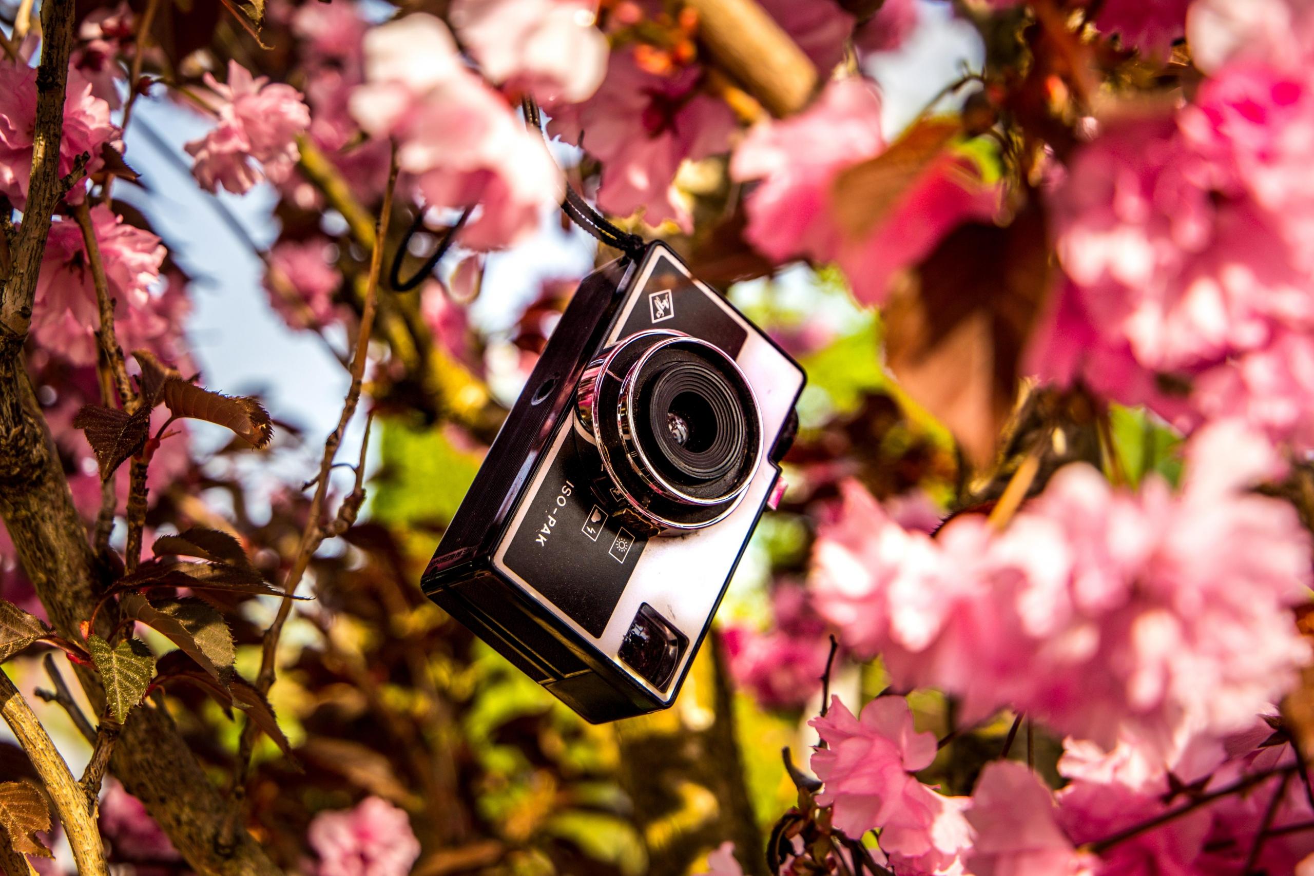 old black camera and pink flowers