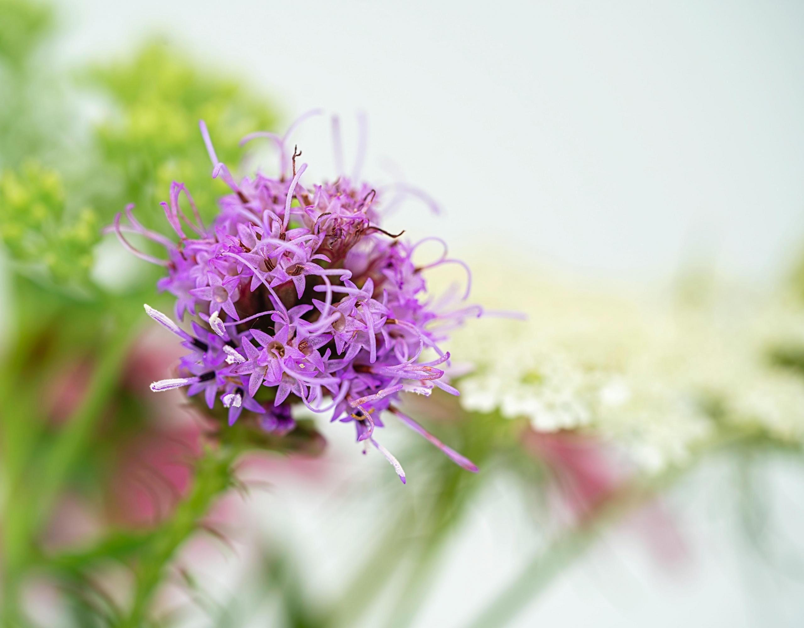 photo of purple flower with blurred out background