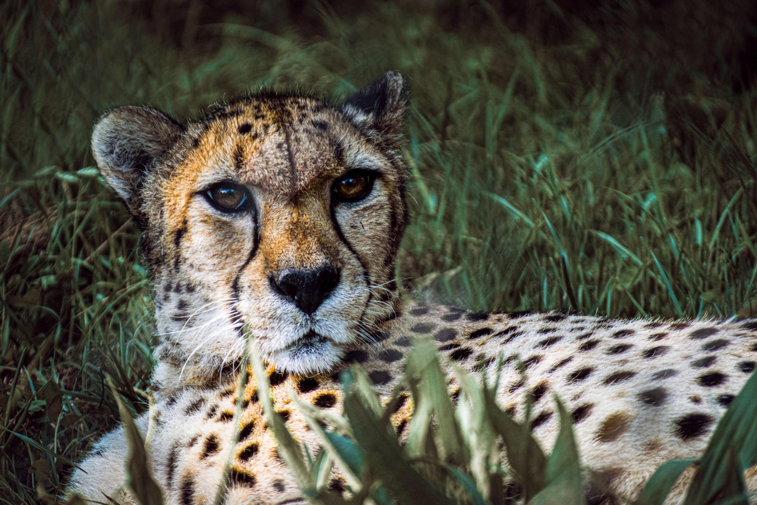 cheetah lying in grass
