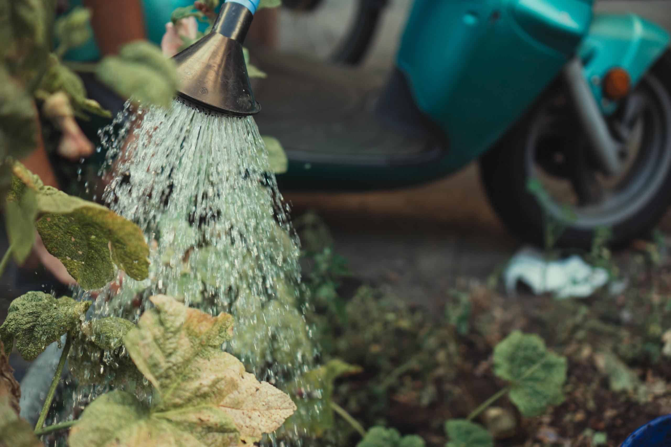 plants being watered by means of watering can
