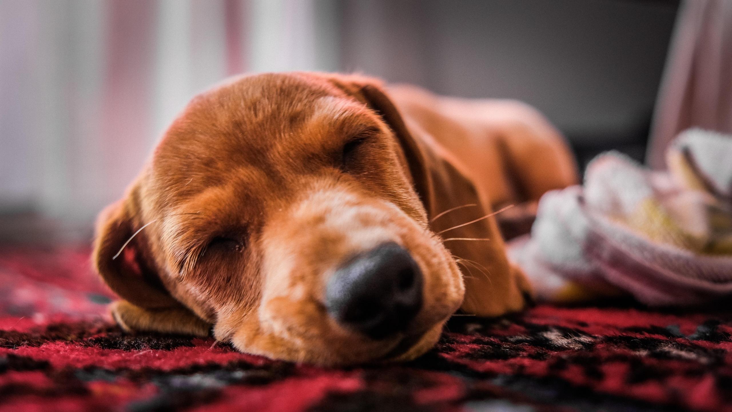 dog sleeping on carpet