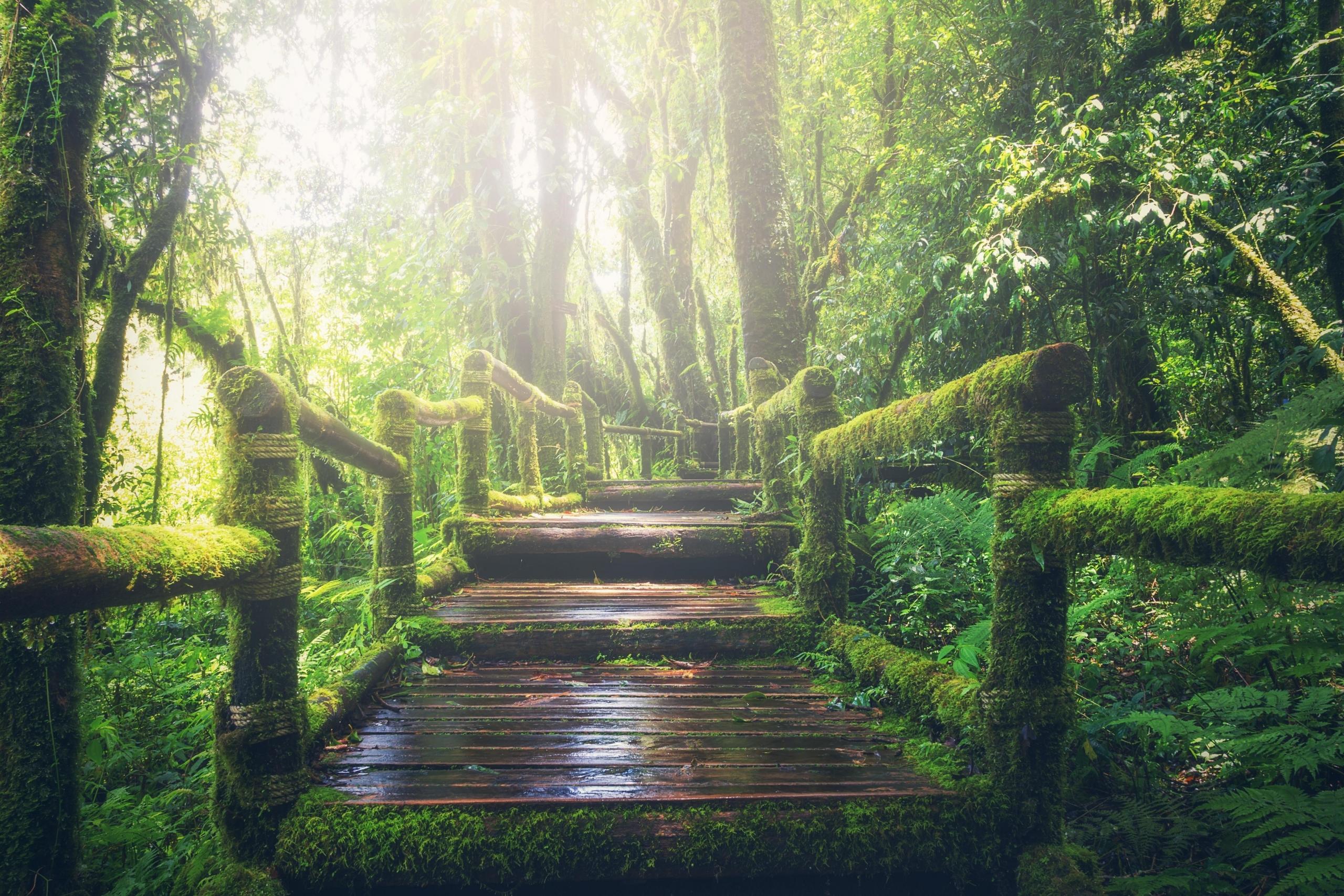 wooden pathway in forest