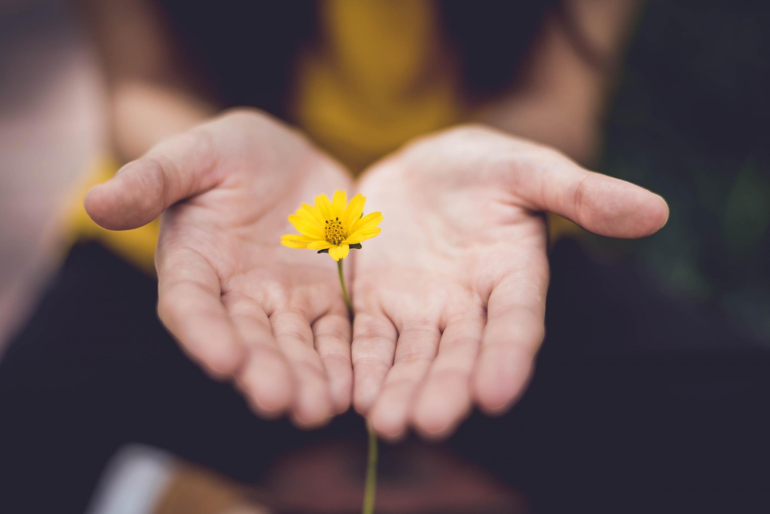 woman with yellow flower between hands