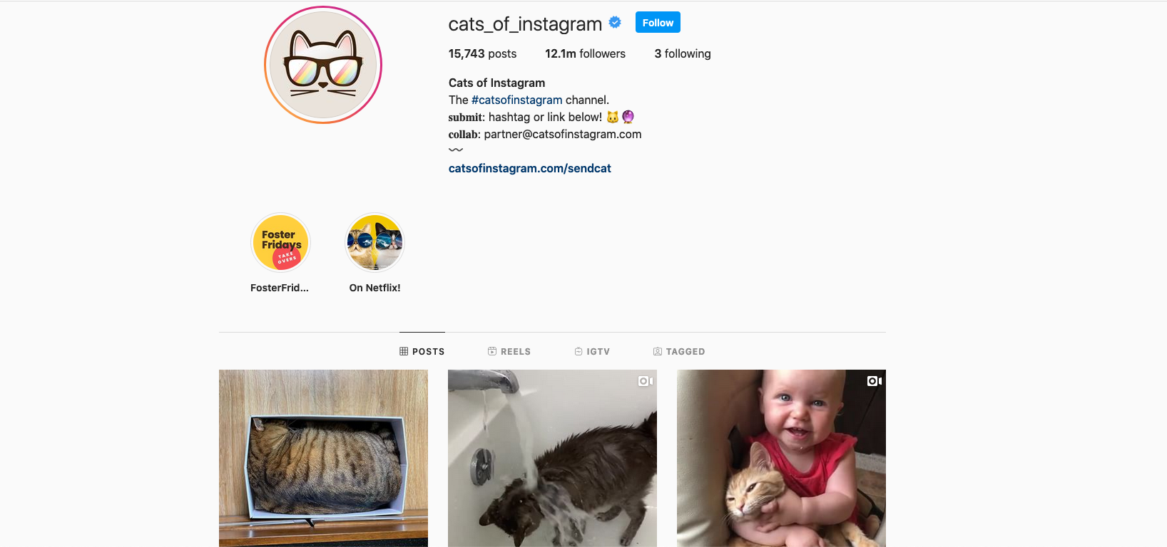Cats of Instagram