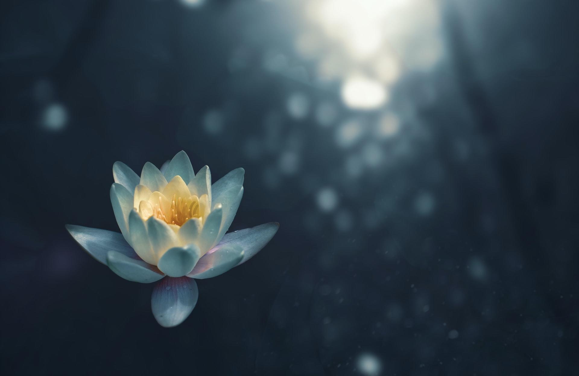 The Lotus Flower