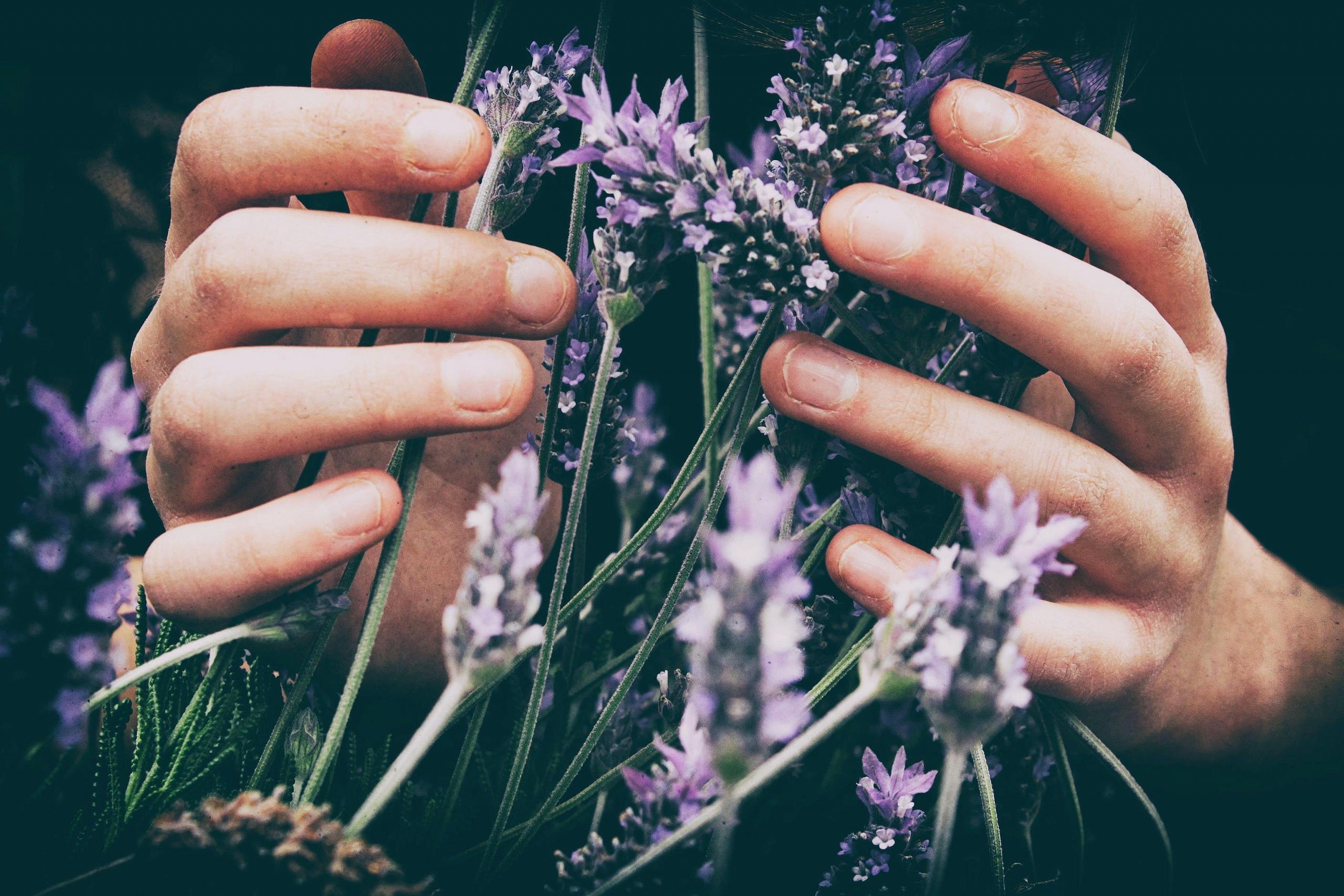 two hands cupping lavender flowers