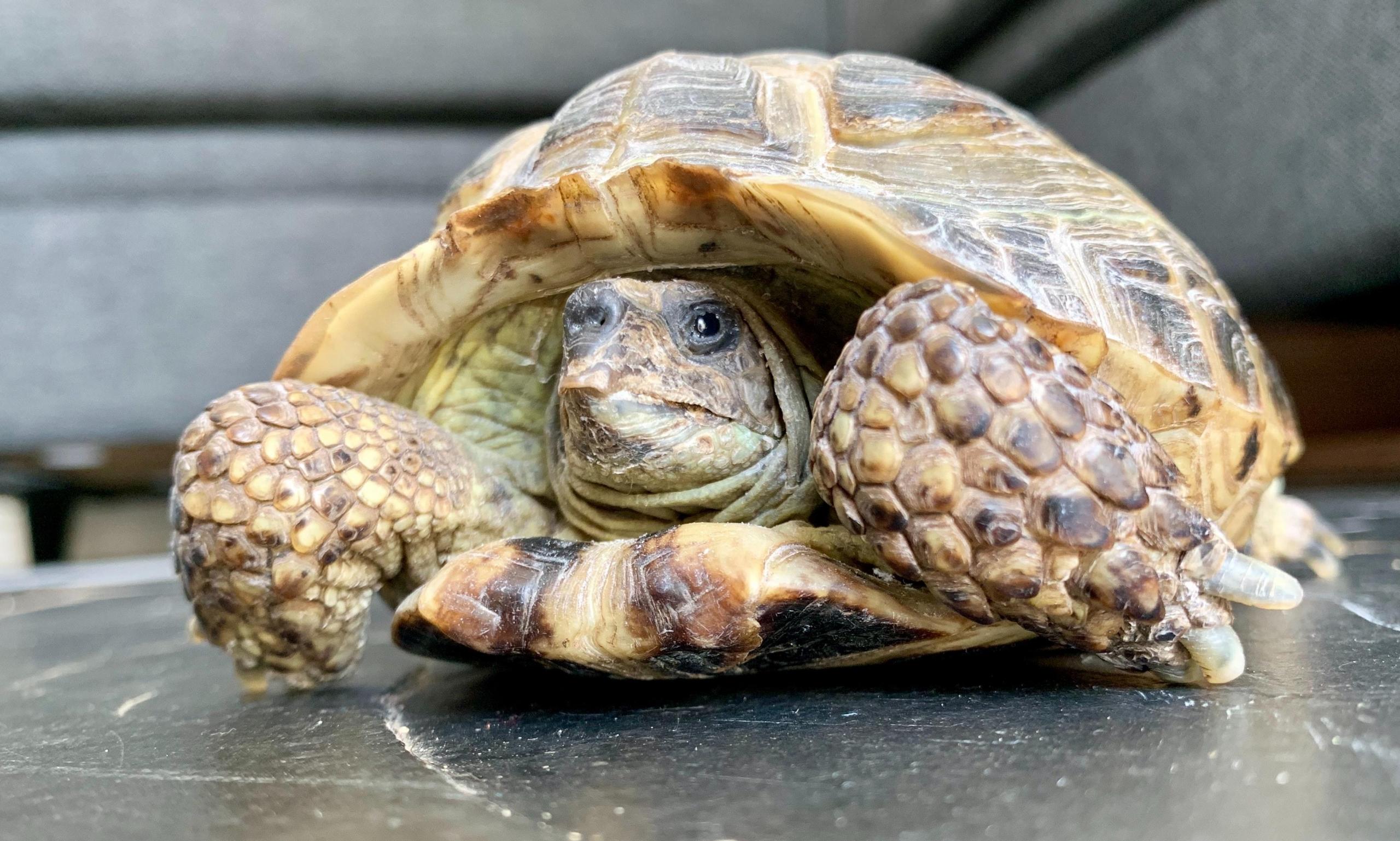 Tortoise and the Hare