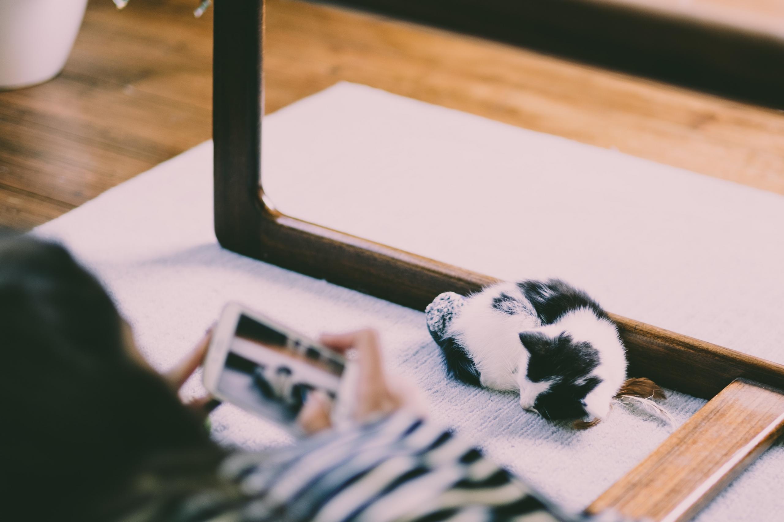 person photographing sleeping kitten with mobile phone camera