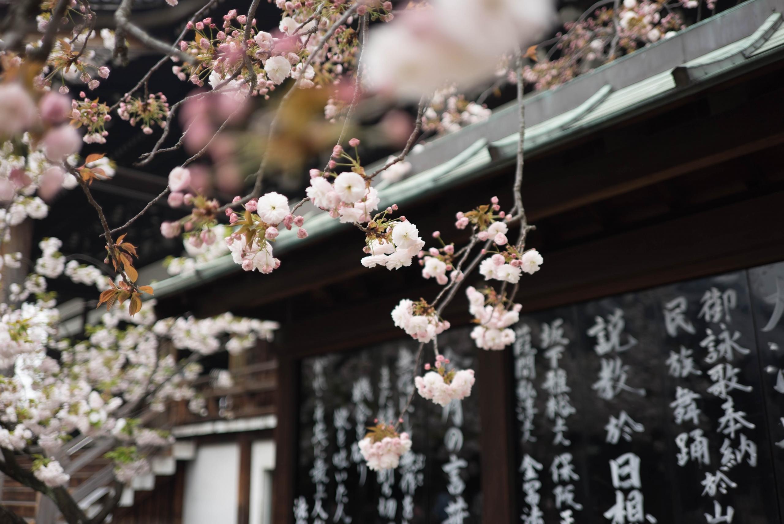 sakura blossoms outside Japanese temple with Japanese script on walls