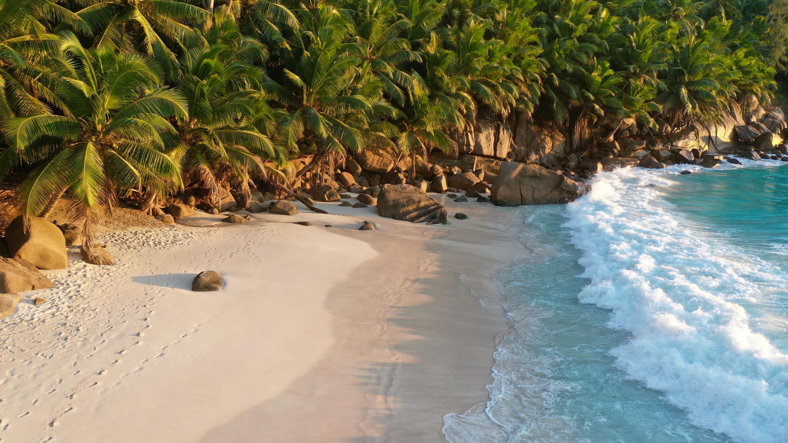 palm trees on white sandy beach in the Seychelles archipelago