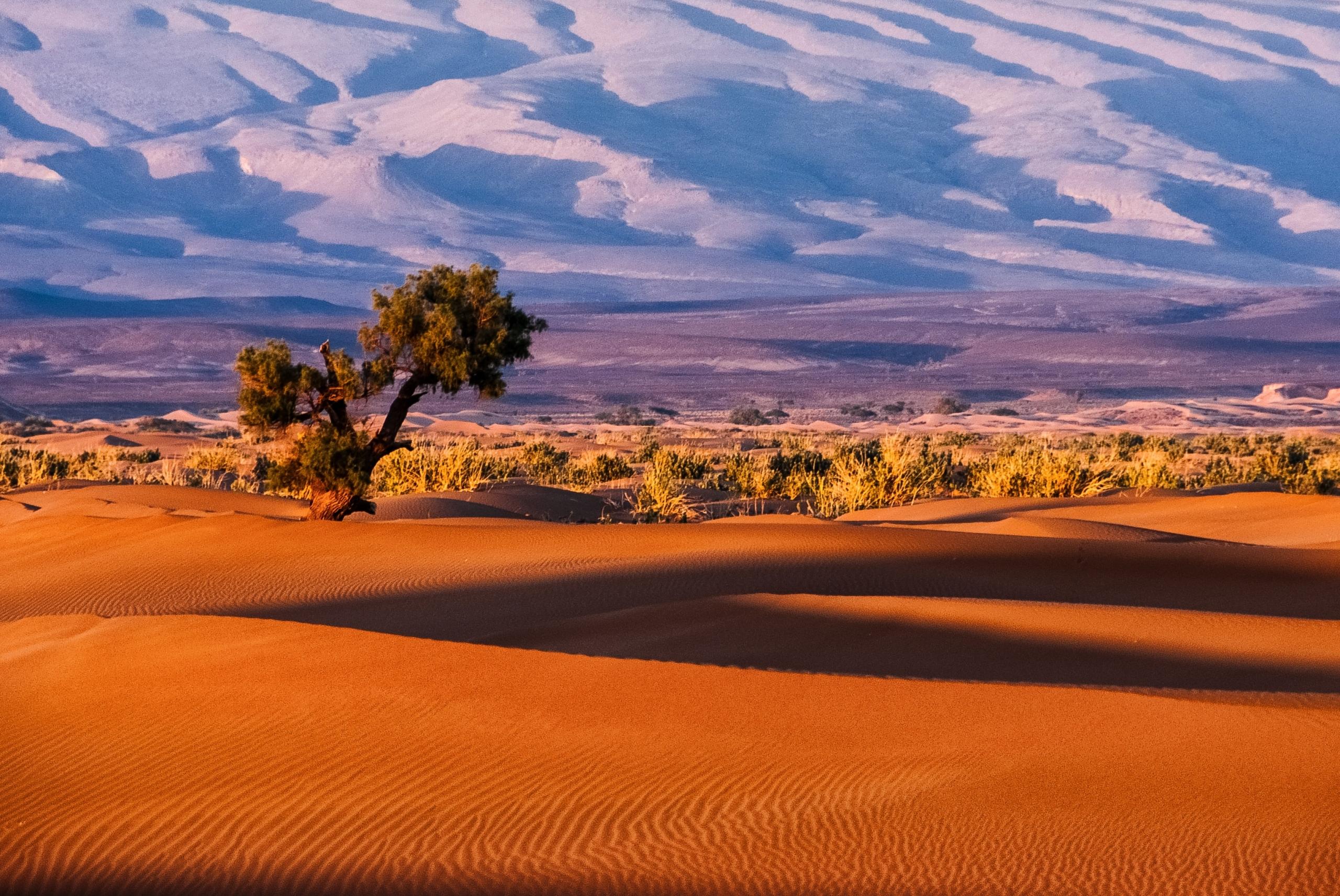 tree in orange desert sand surrounded by mountains in Morocco