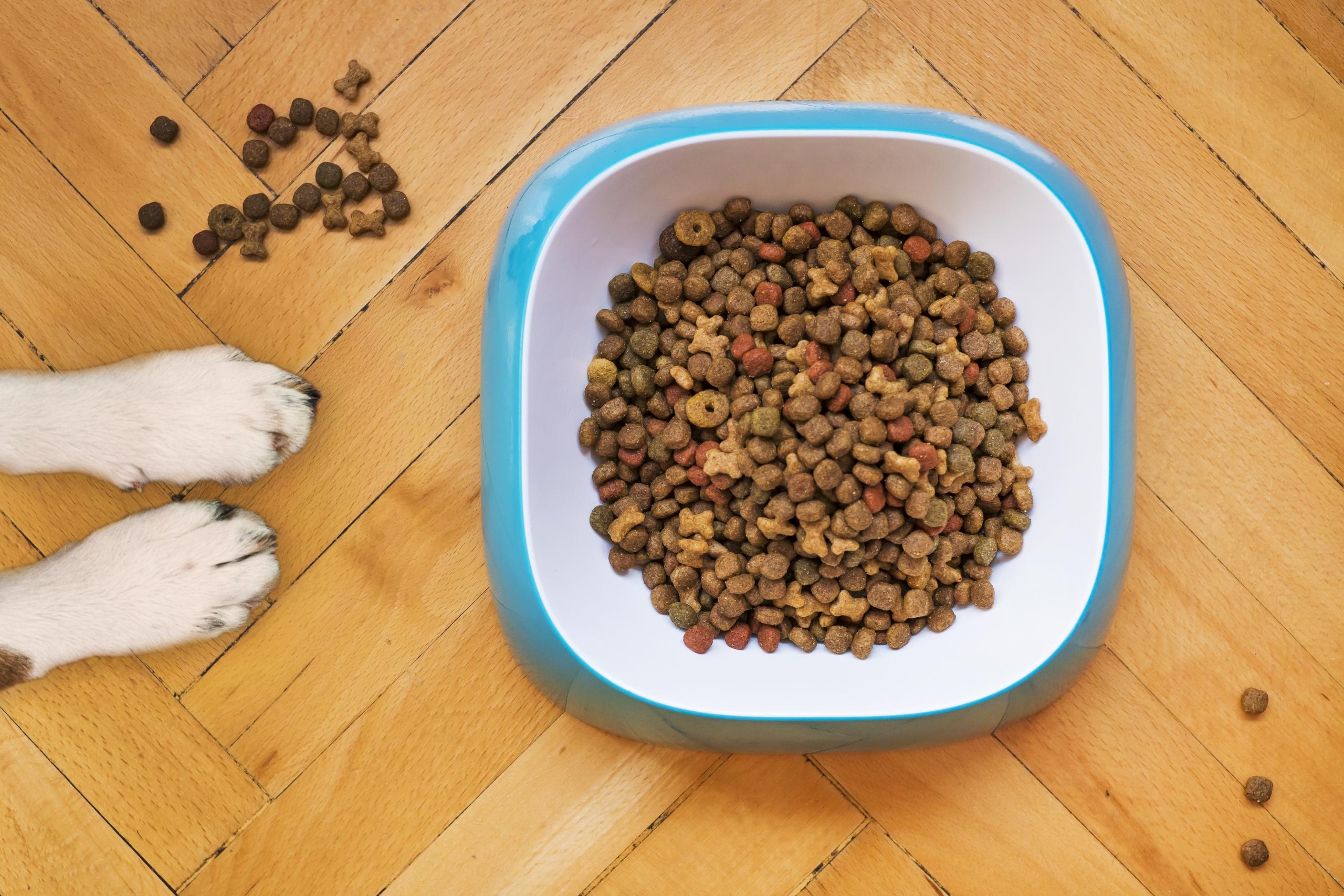 dog's outstretched paws on floor reaching towards dog bowl filled with food