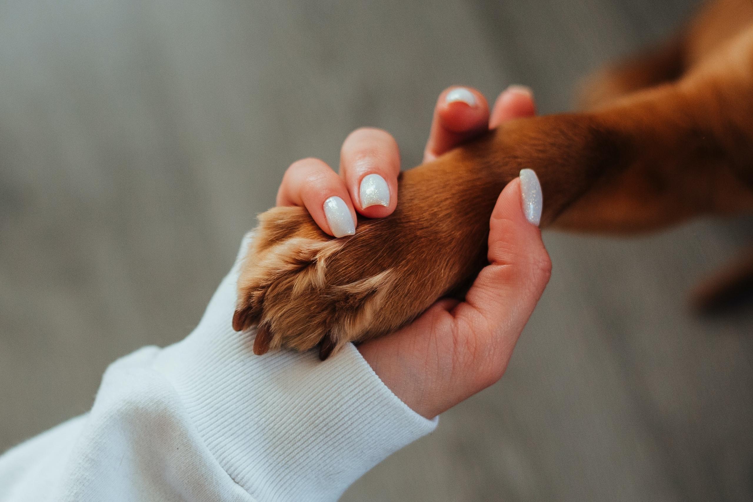 woman taking paw of large brown dog in her hand