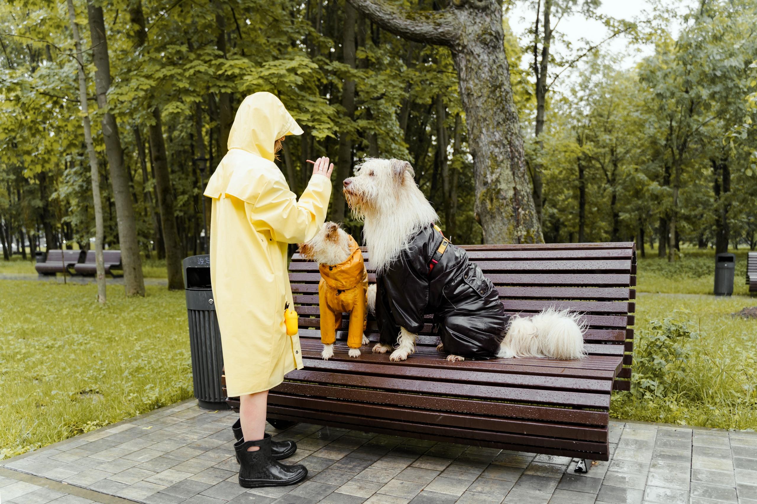 dogs wearing raincoats sitting on a bench outdoors