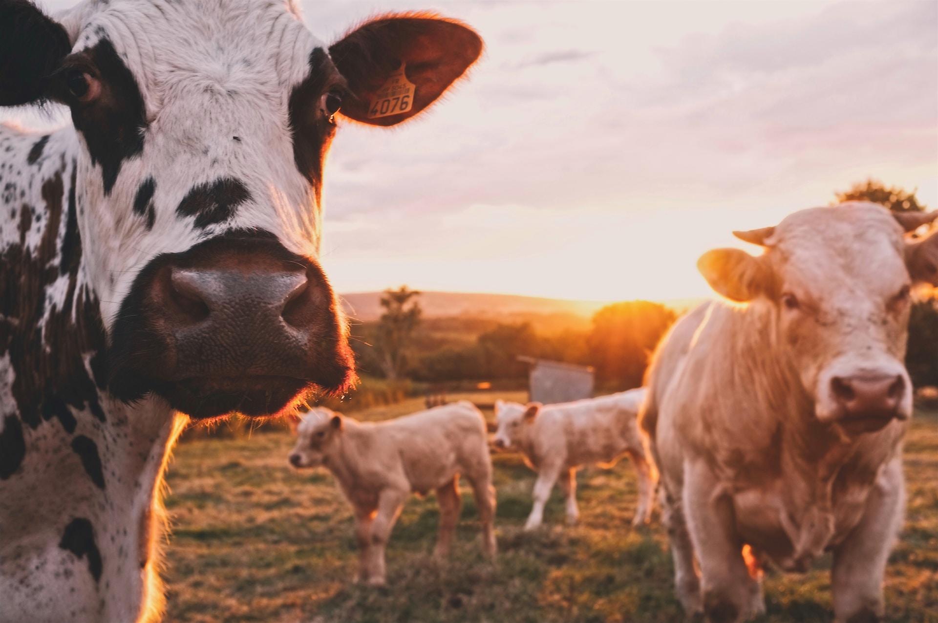 farming and climate change