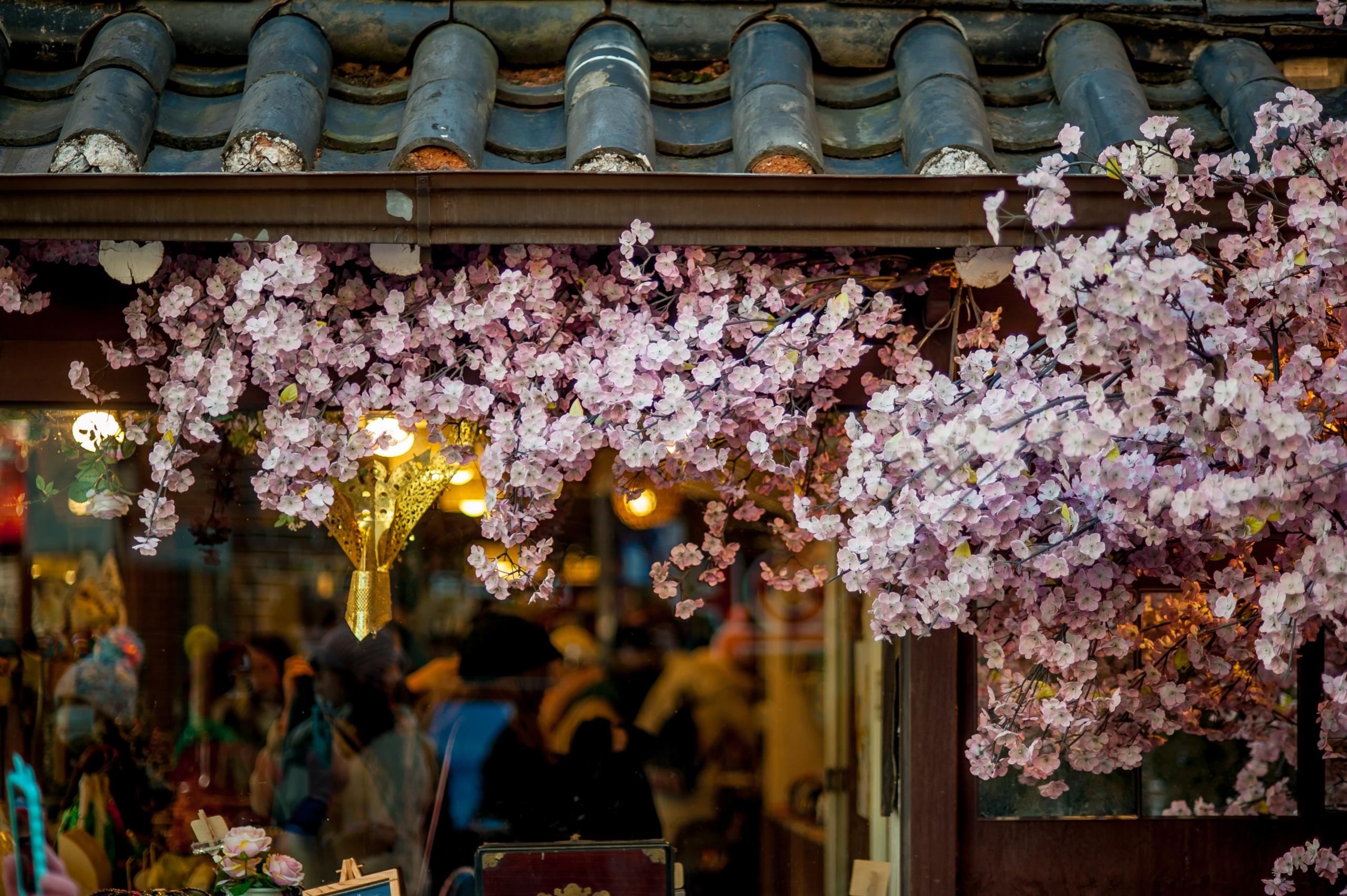 cherry blossom tree outside traditional Korean building