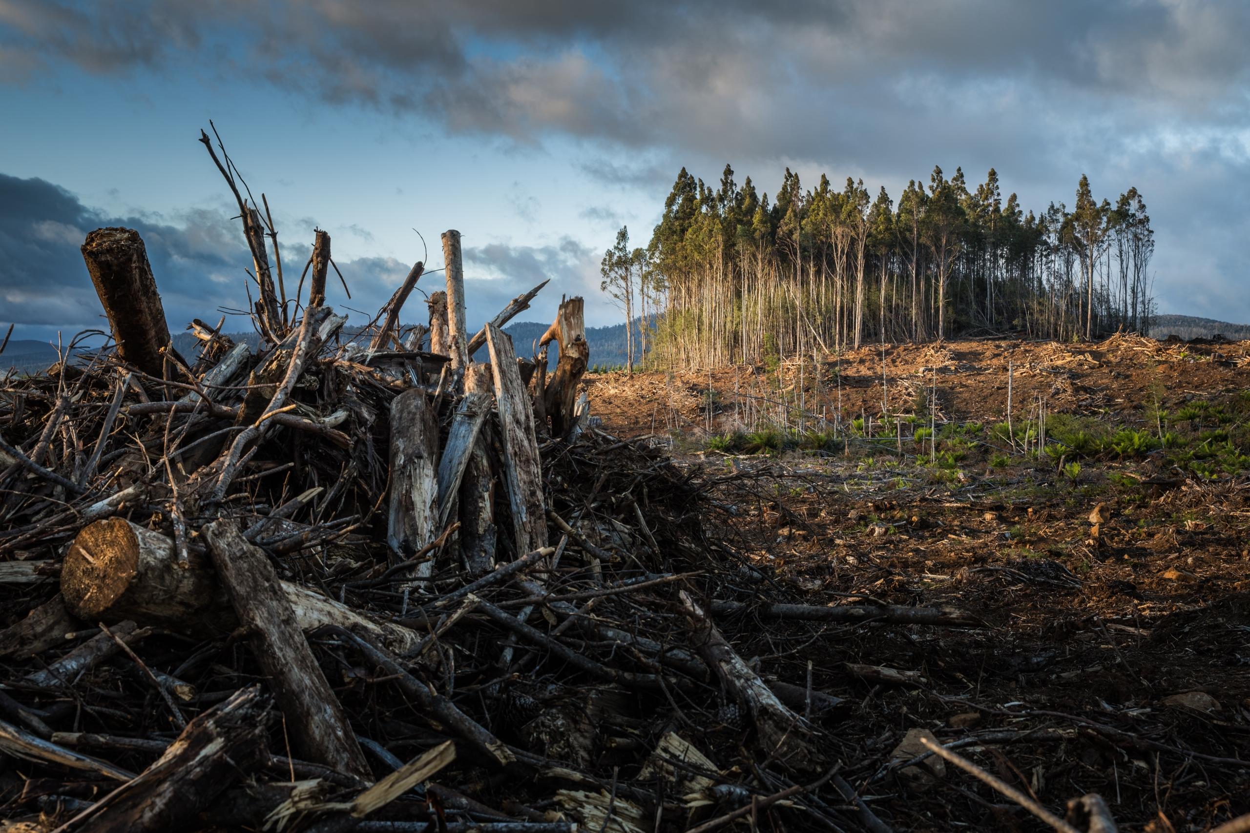 remains of burned trees in forest