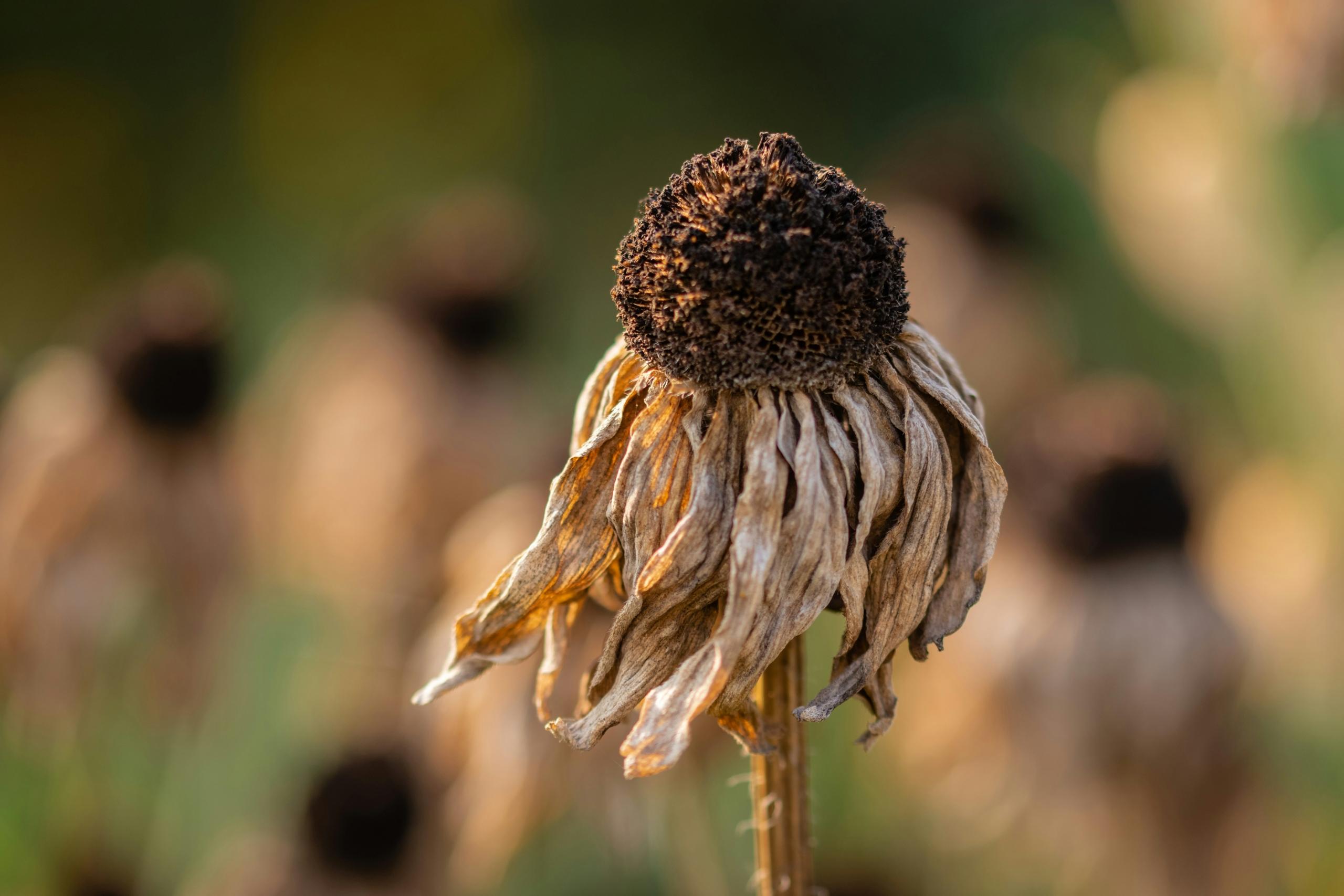 close up of burned flower