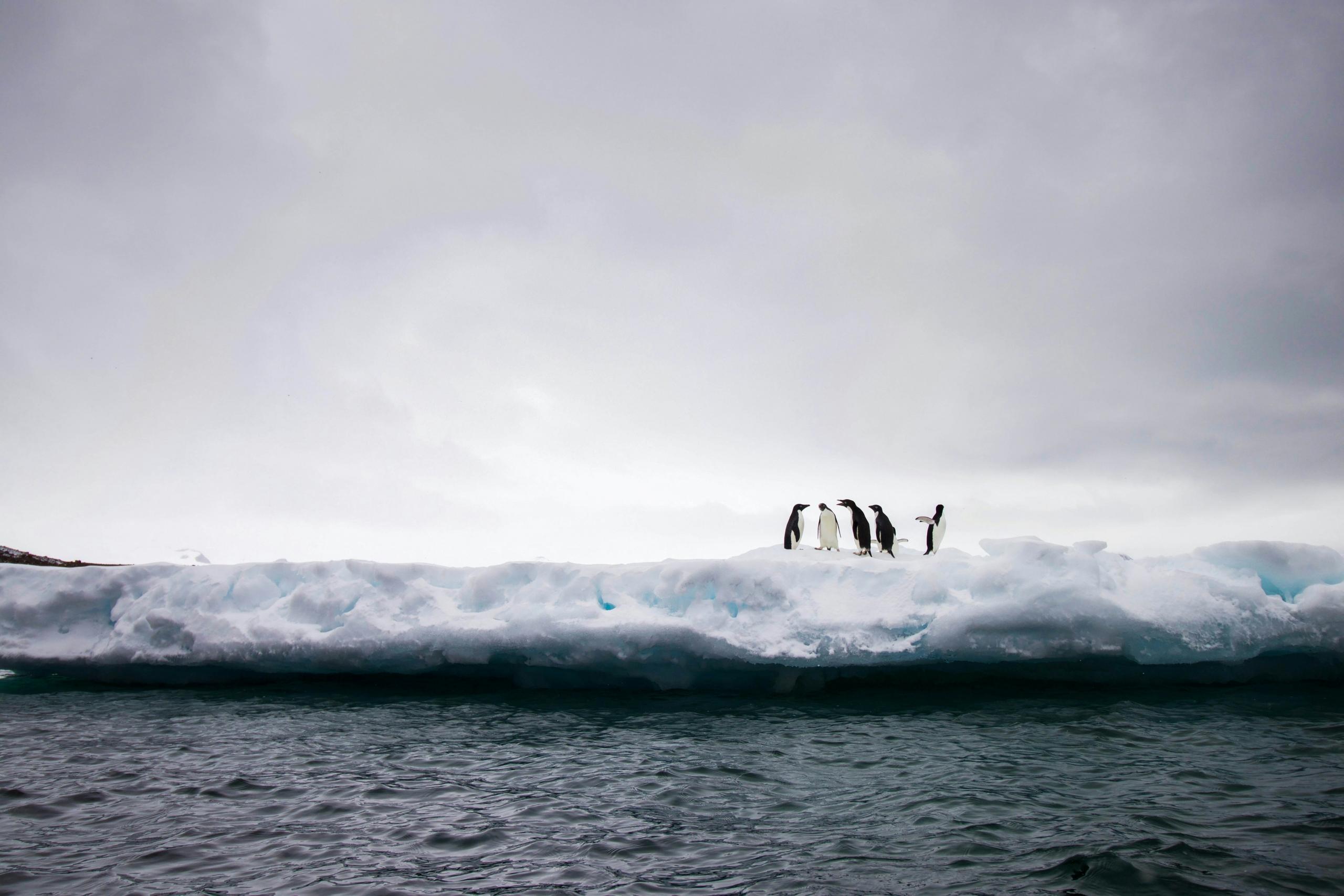 a waddle of penguins standing together on ice sheet