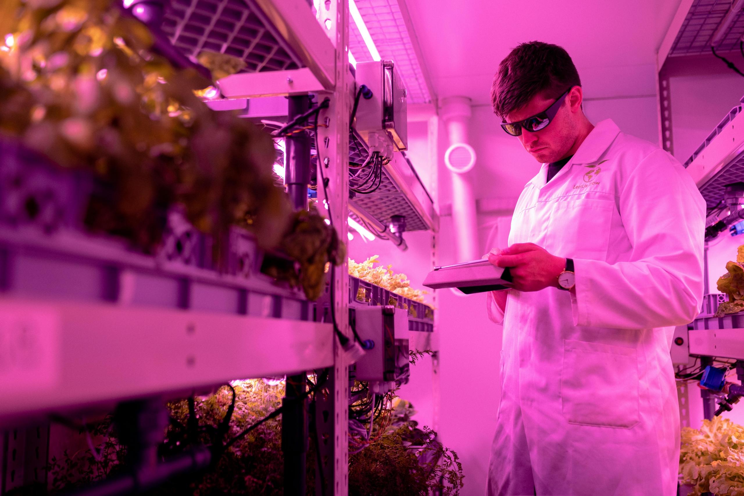 lab technician under pink light in laboratory growing plants