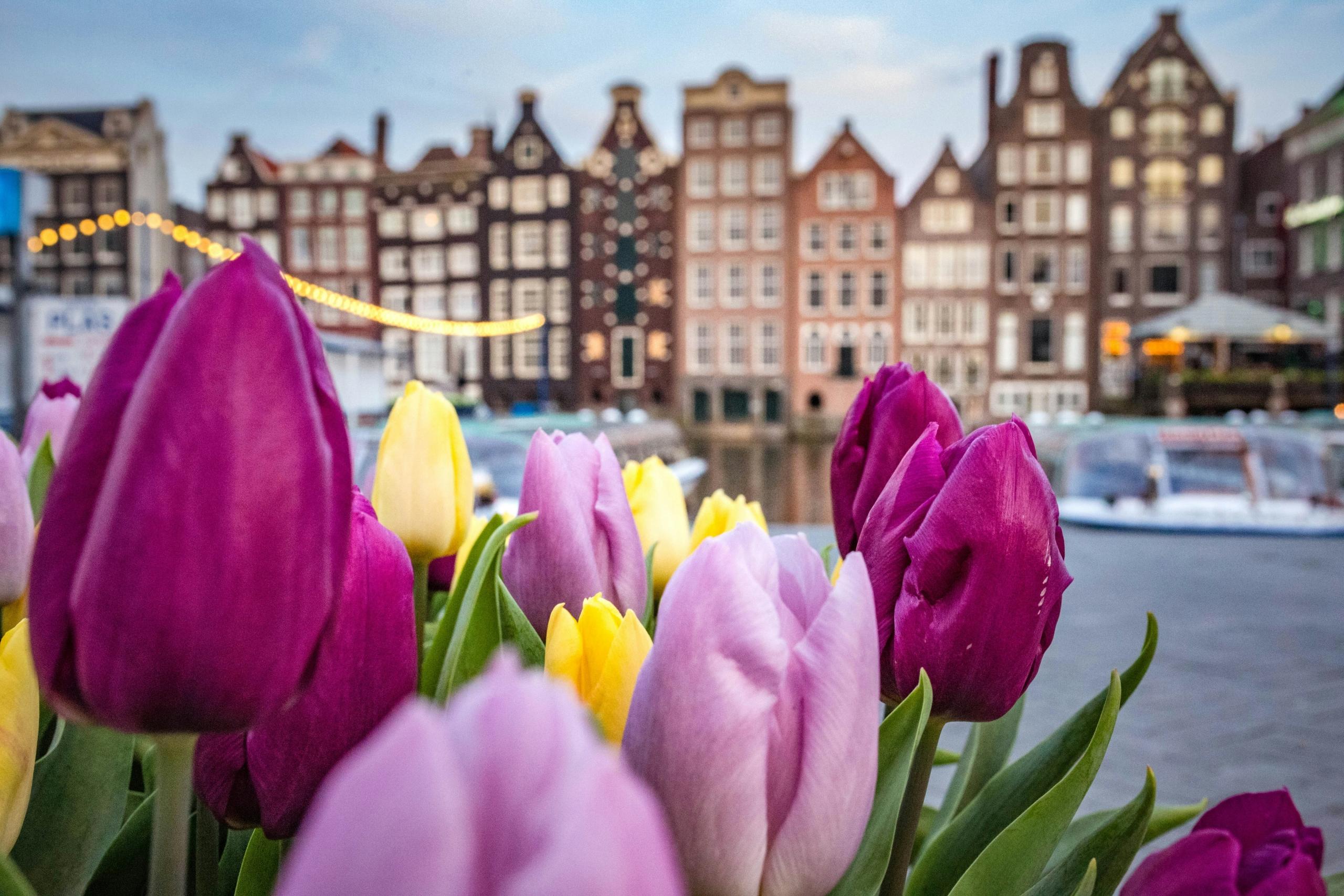 bunch of tulips placed in front of a canal with a view of a lit up bridge and traditional buildings