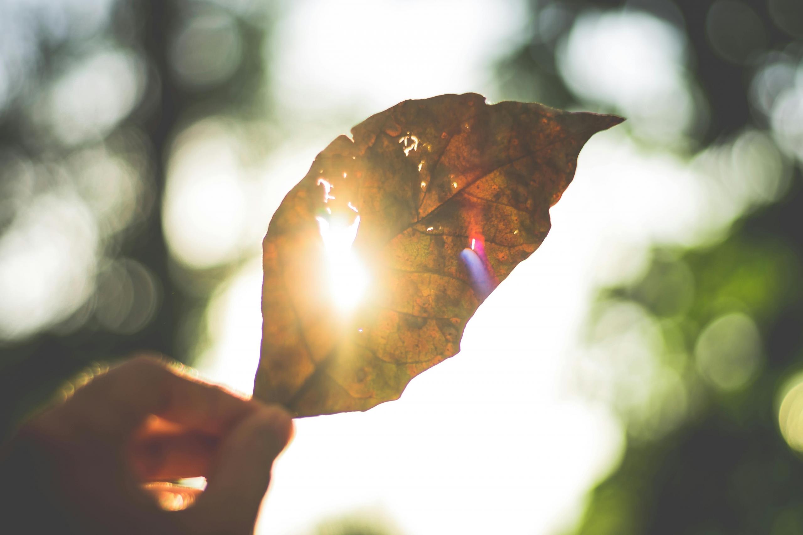 sunlight streaming through trees and through holes in a leaf held in an outstretched hand