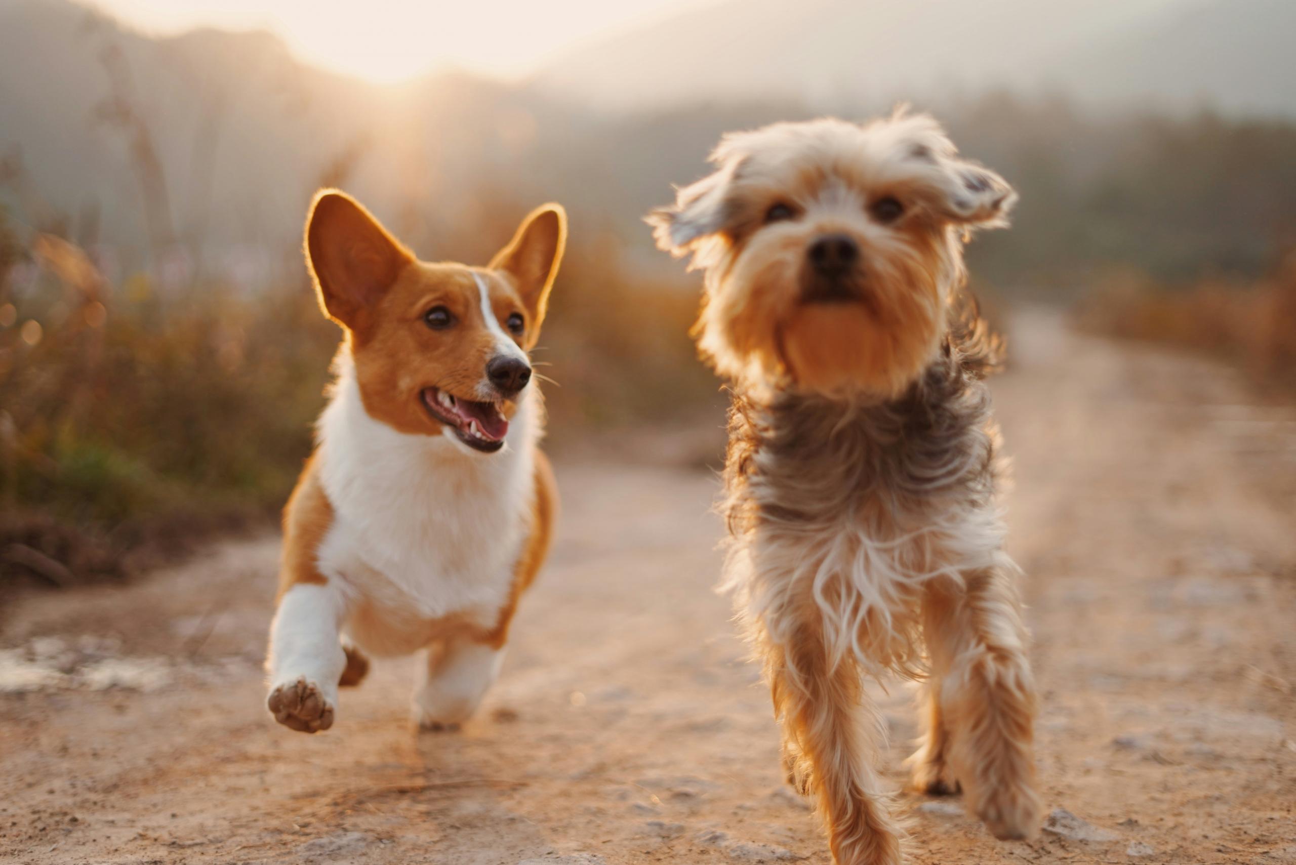 two dogs running side by side in a field at sunset