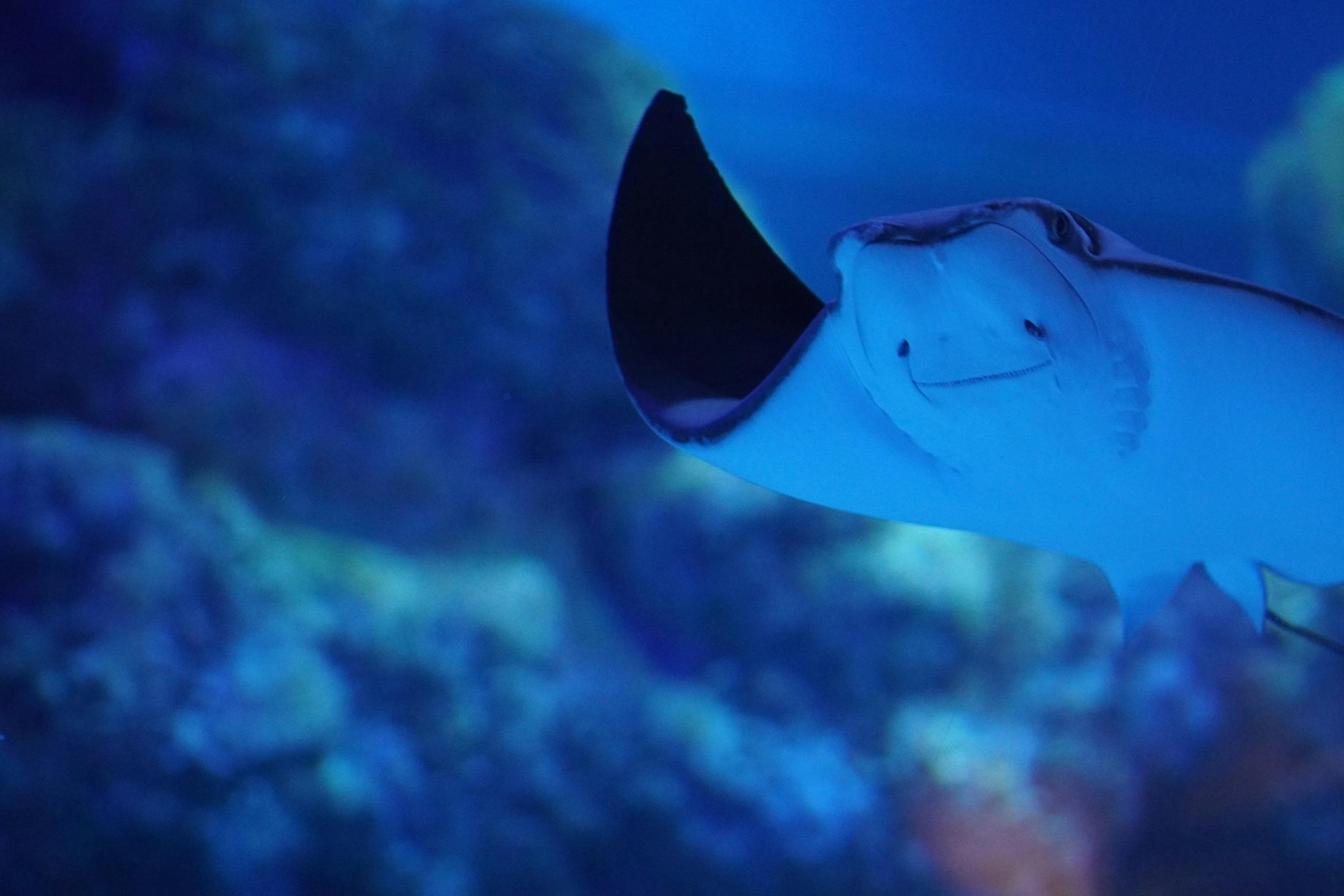 a ray in an aquarium