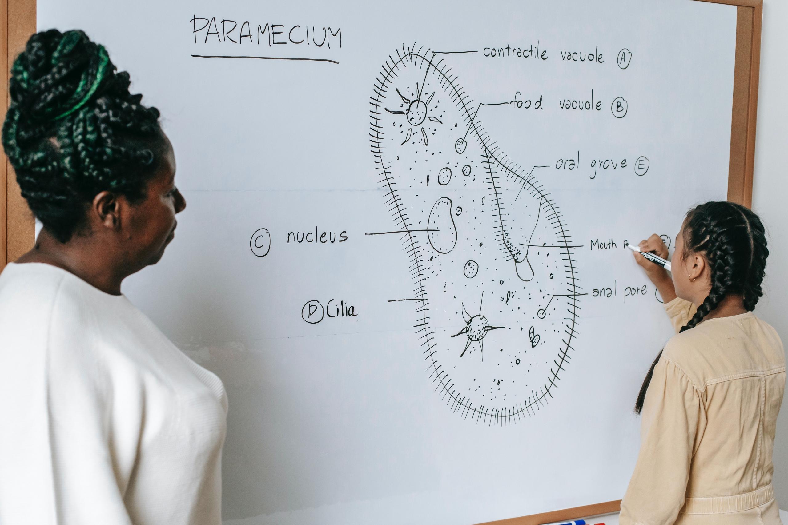 student labelling a Biology diagram on board in classroom as teacher looks on