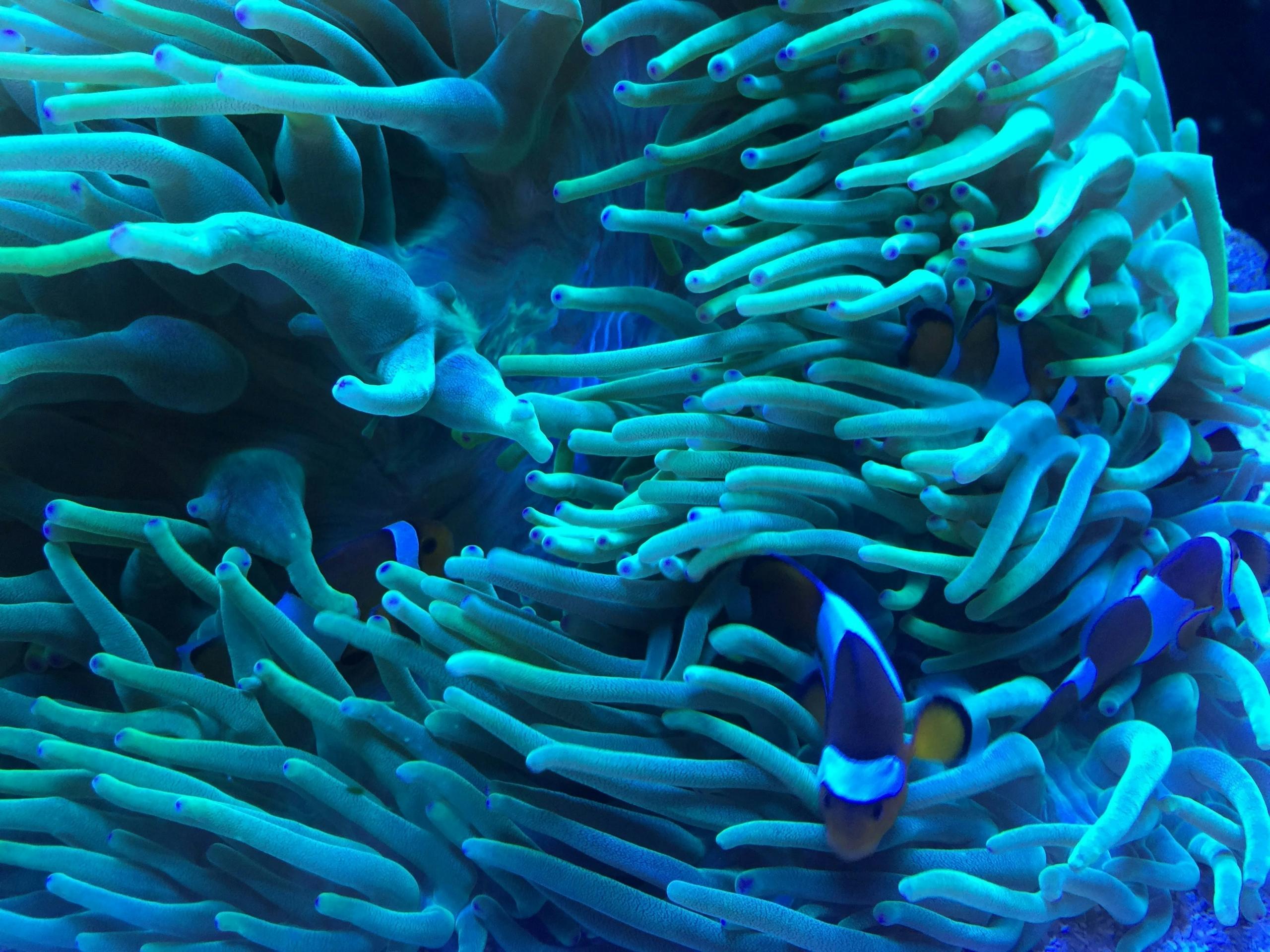 sea anemone with anemone fishes