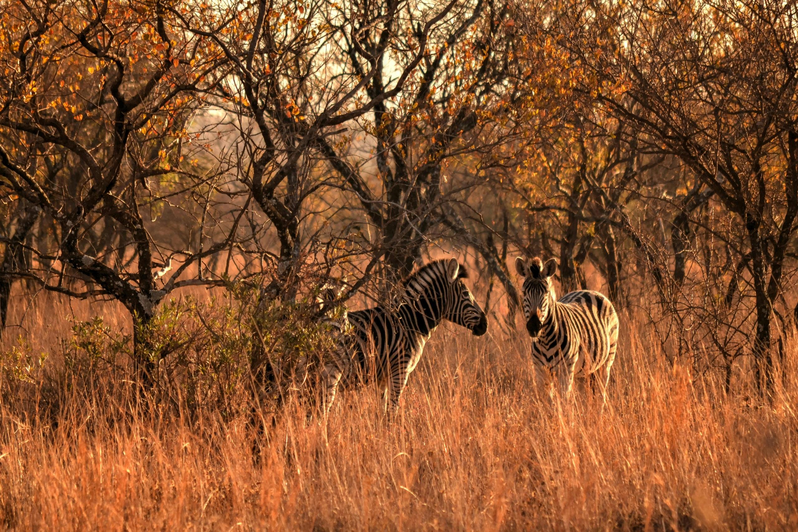 two zebra standing amongst trees at sunset