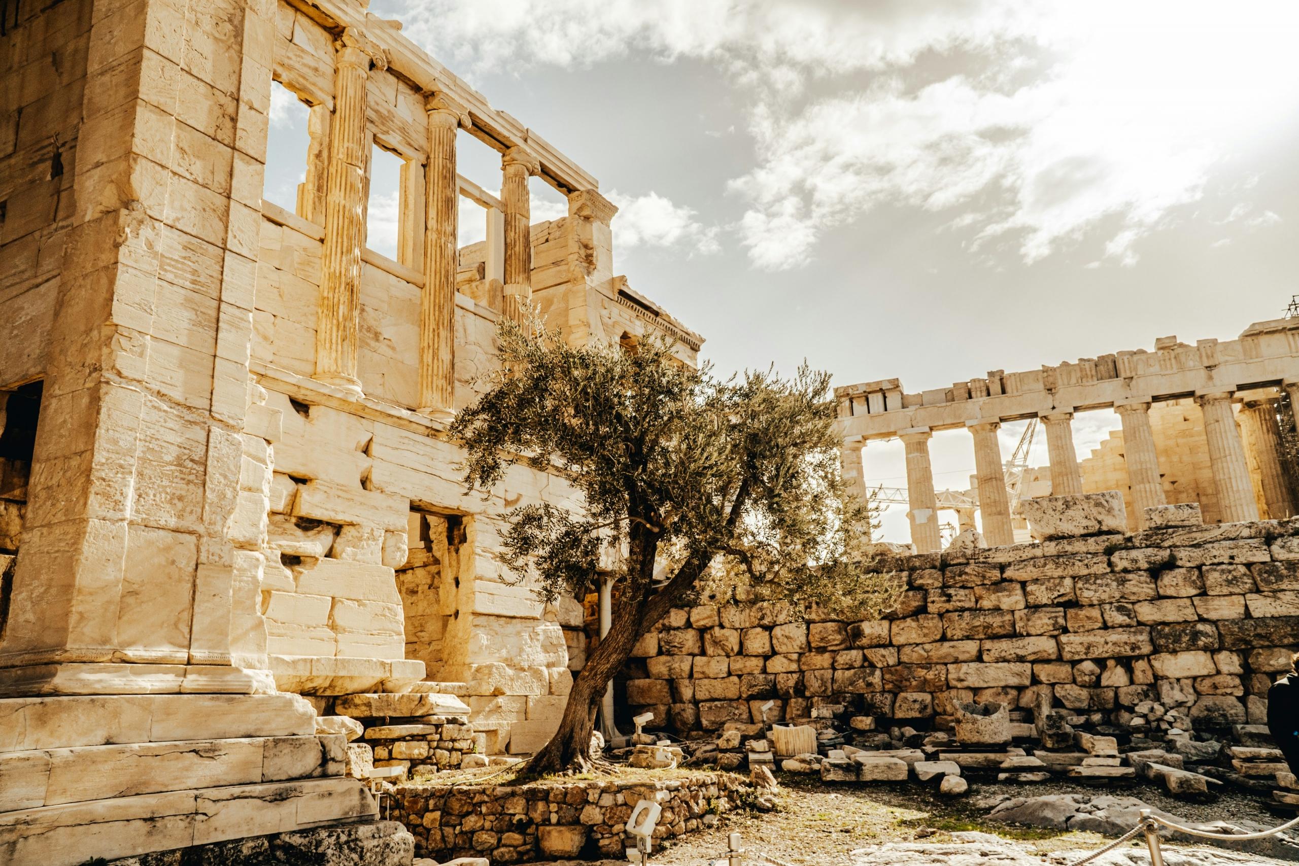 olive tree in the courtyard of crumbling ancient ruin in greece