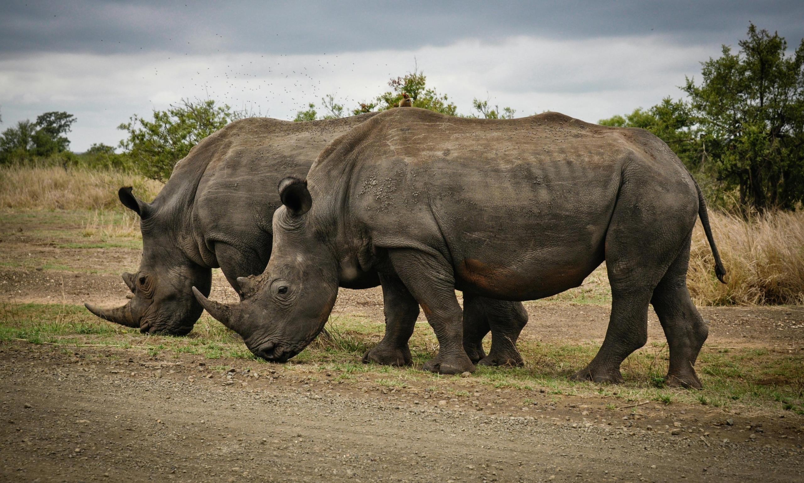 Madikwe