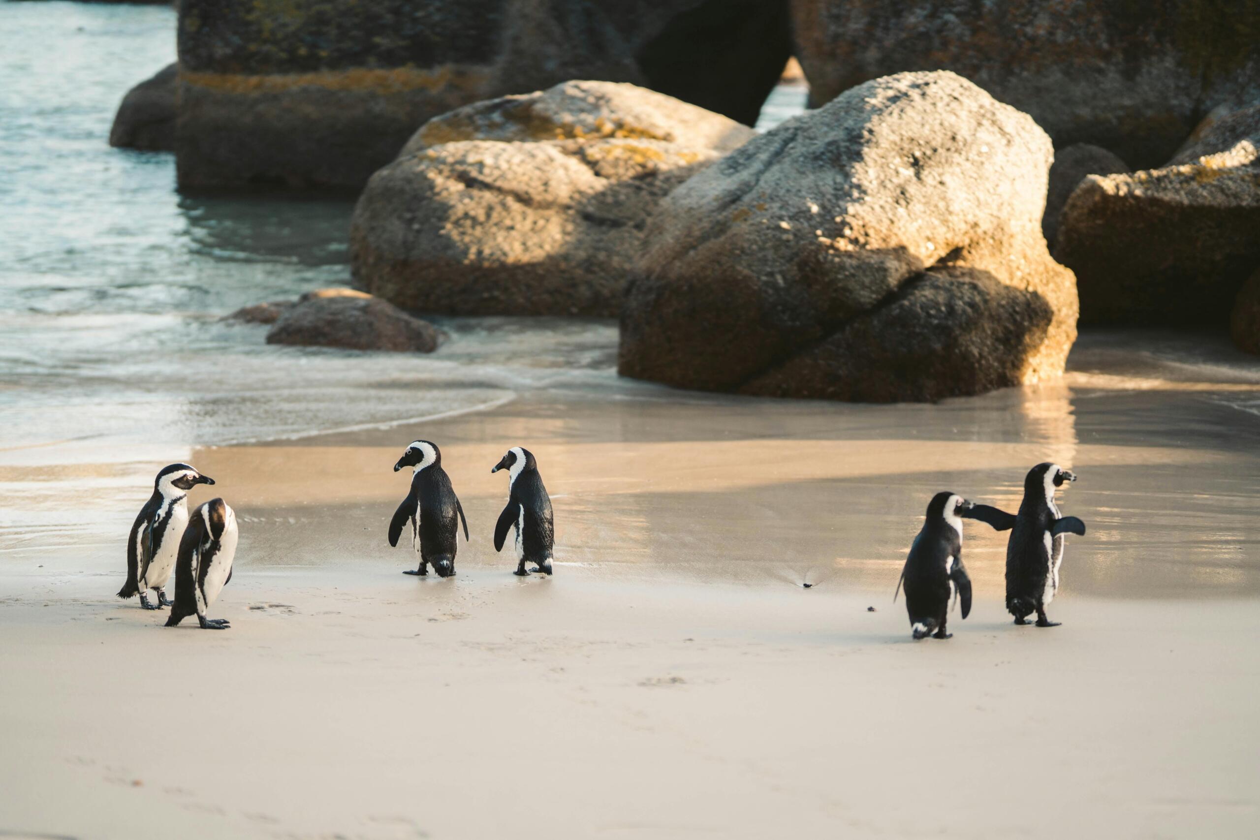 group of penguins walking on Boulders Beach in Simonstown cape town
